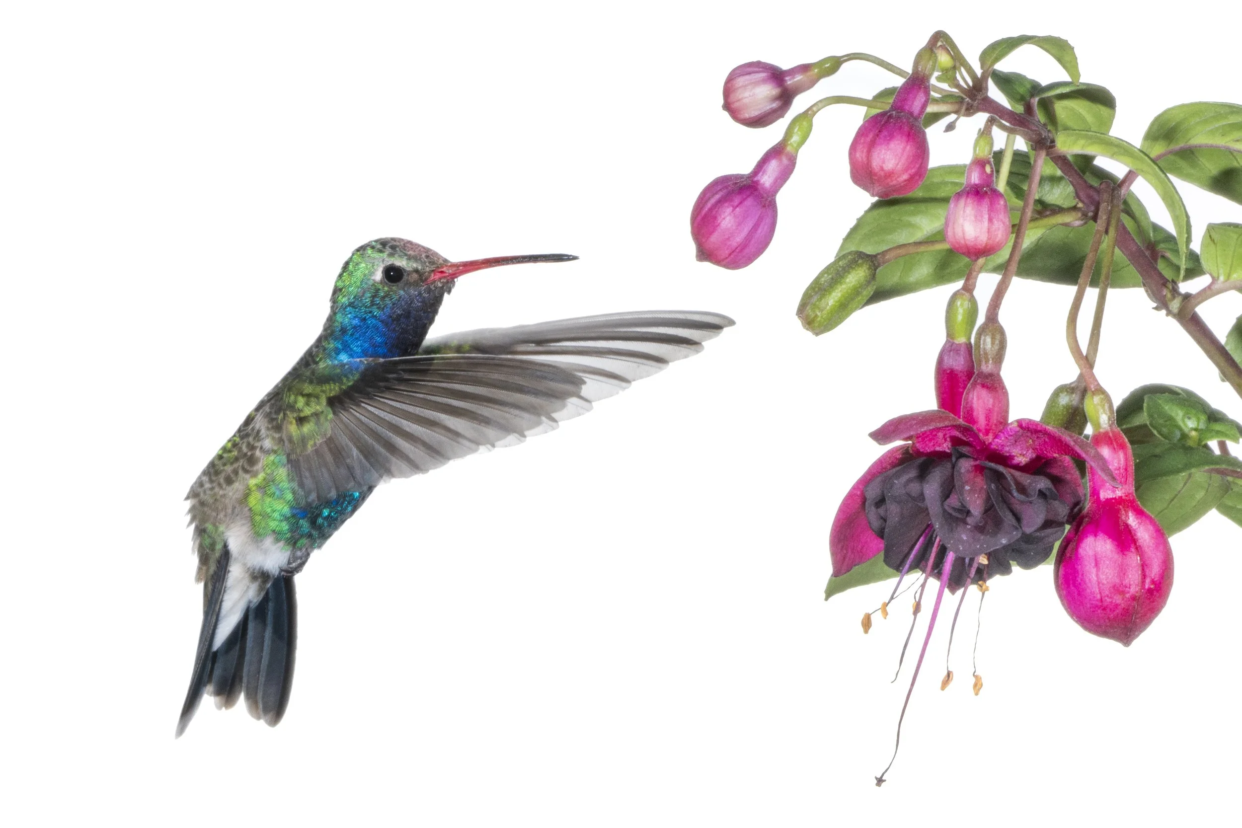 Humming Bird - 2.jpg