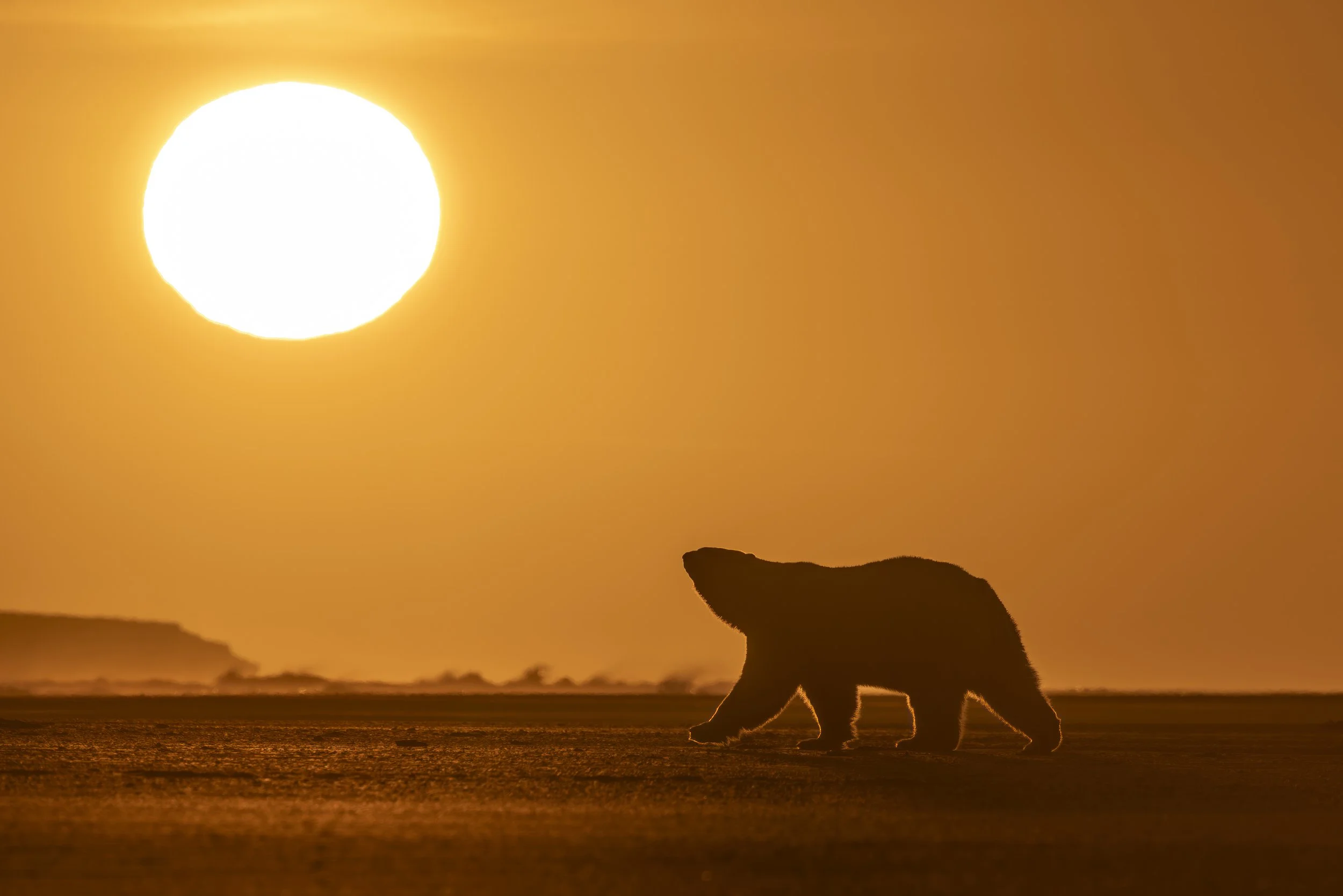 Polar Bear Chasing the Sun.jpg