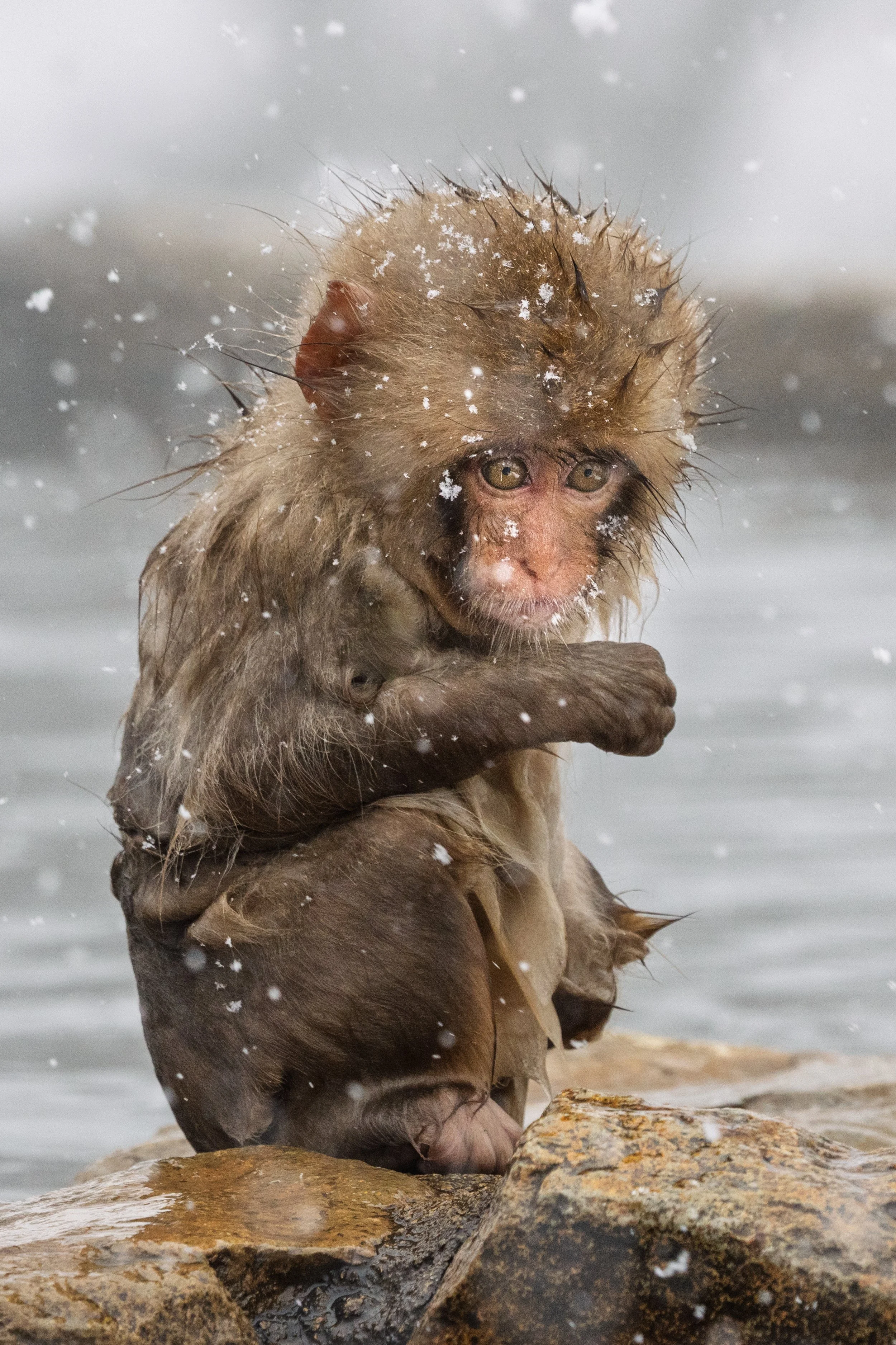 Snowy thoughts.jpg