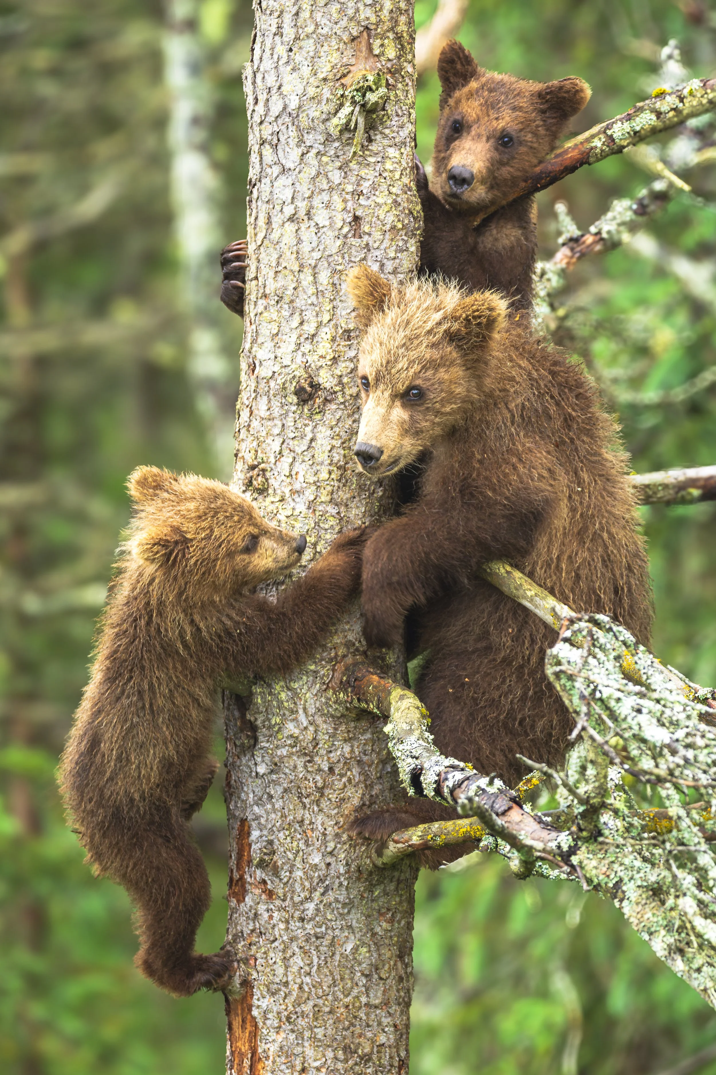 Bears up a tree.jpg
