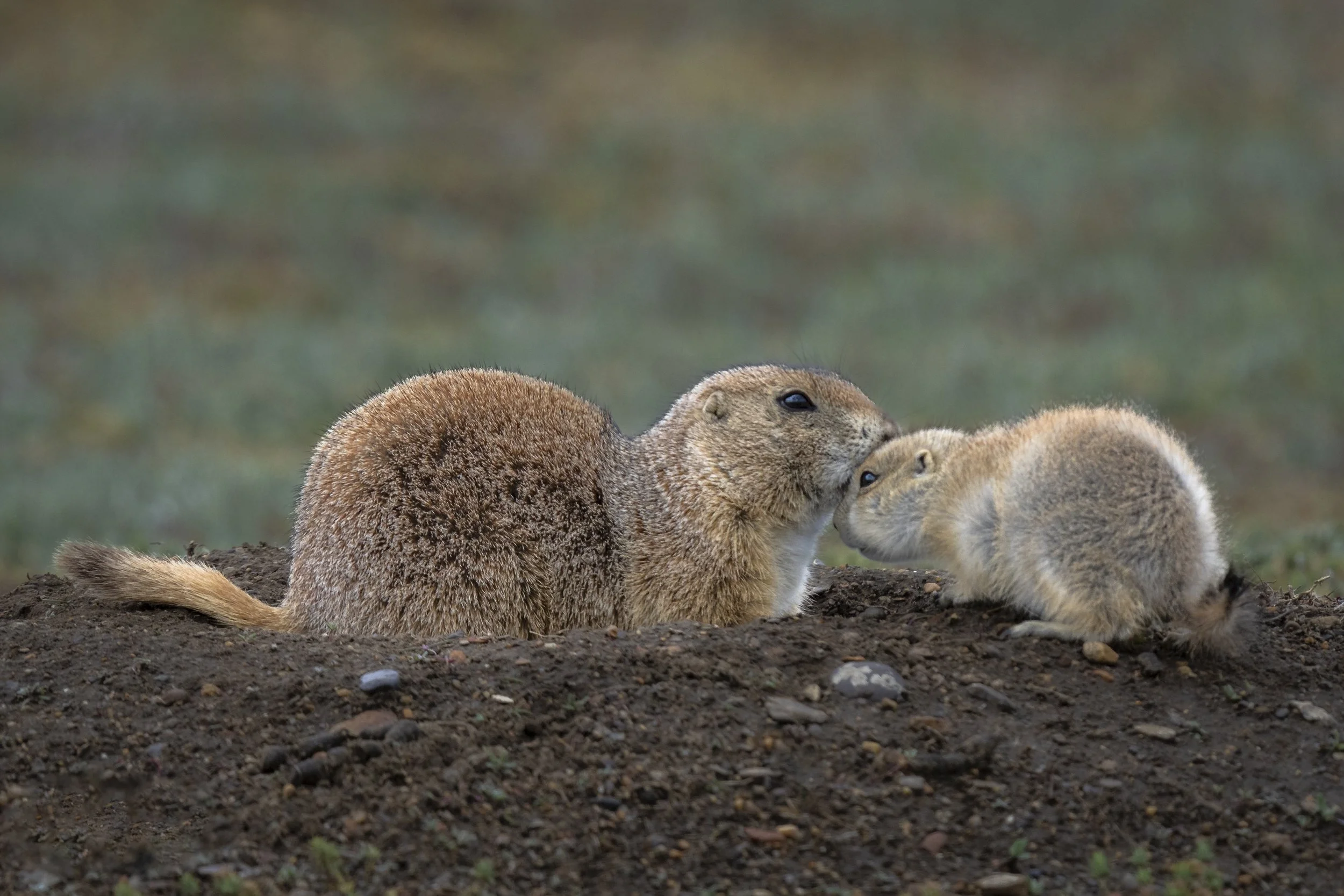 Prairie Dog Love.jpg