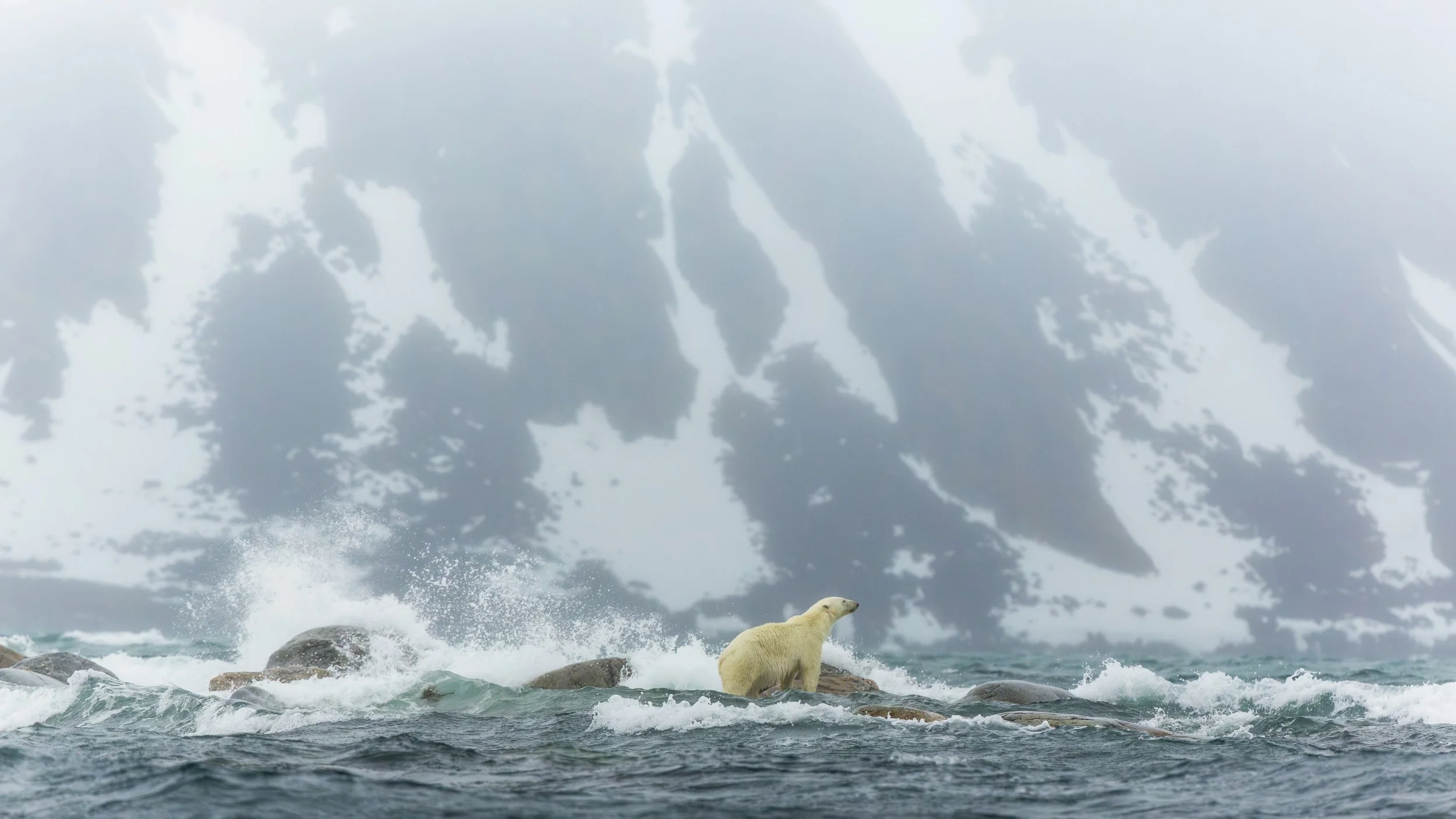 Polar Bear on the move, Svalbard.jpg