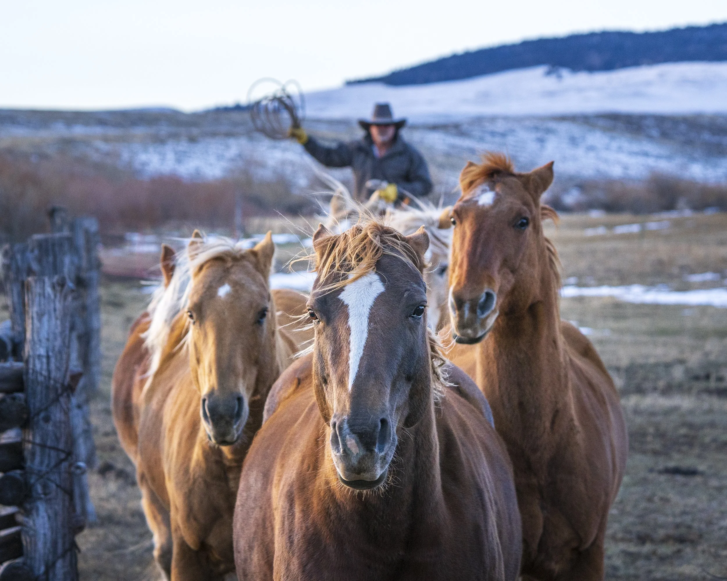 Cowboy Bringing 'em in.jpg