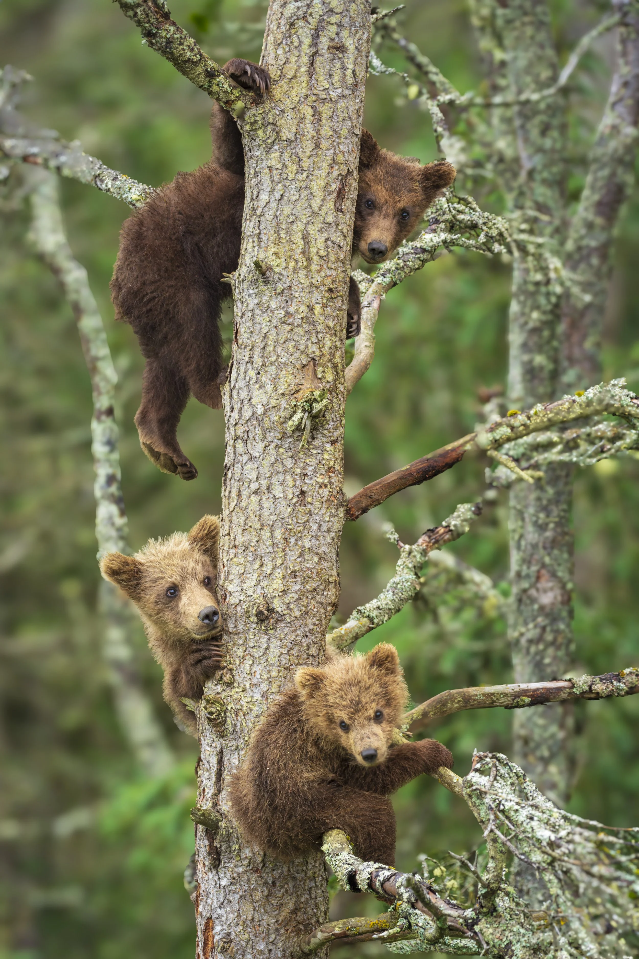 Brown Bears up a tree on the lookout.jpg