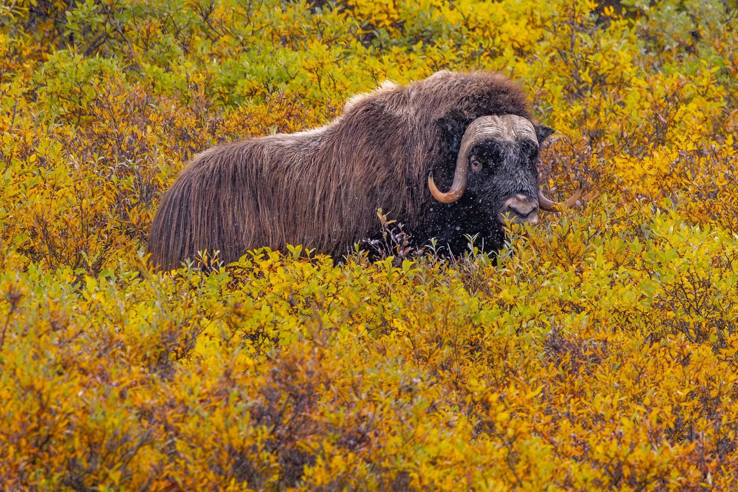 Musk ox in fall color.jpg