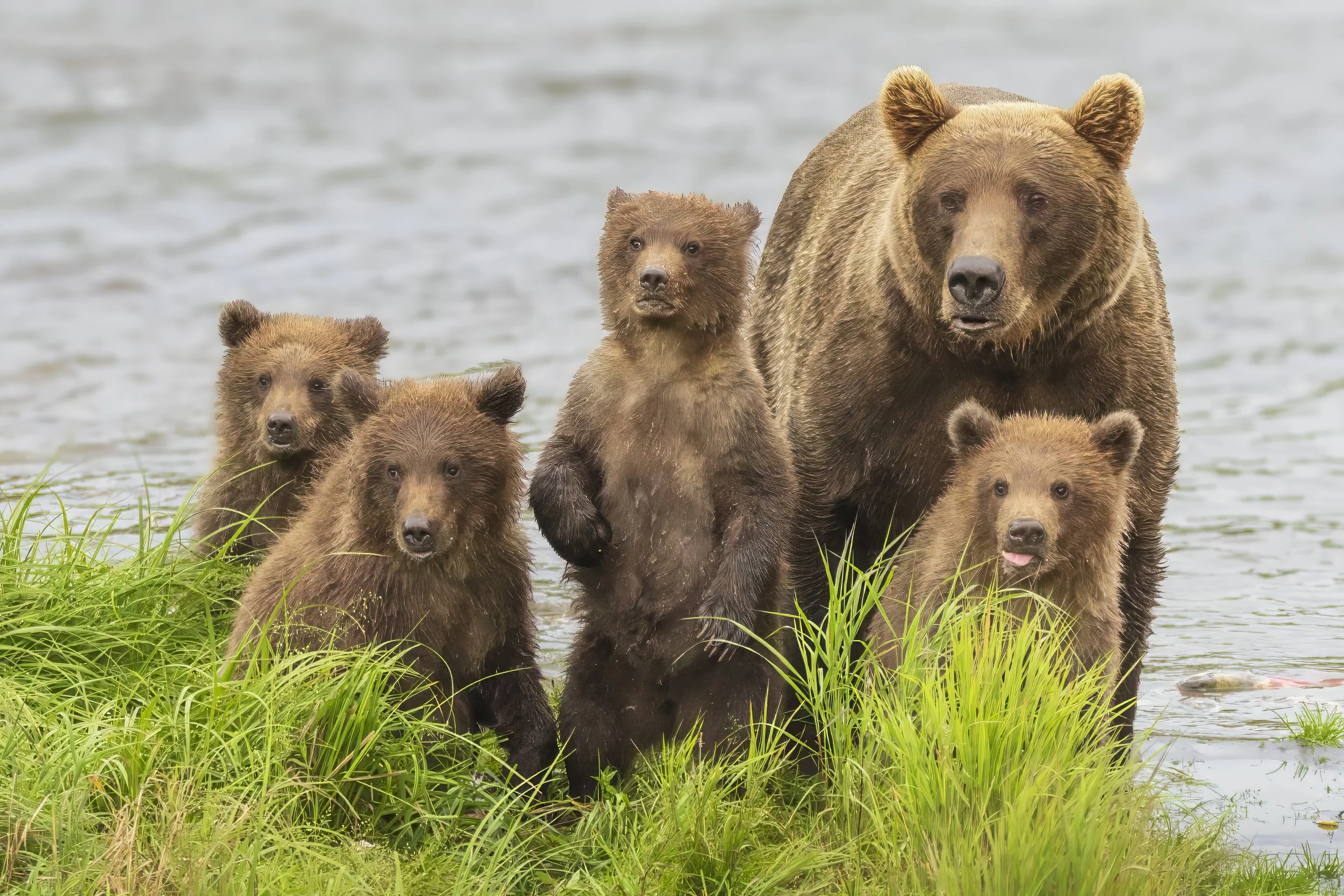 Alaska Brown Bear Family Portrait.jpg