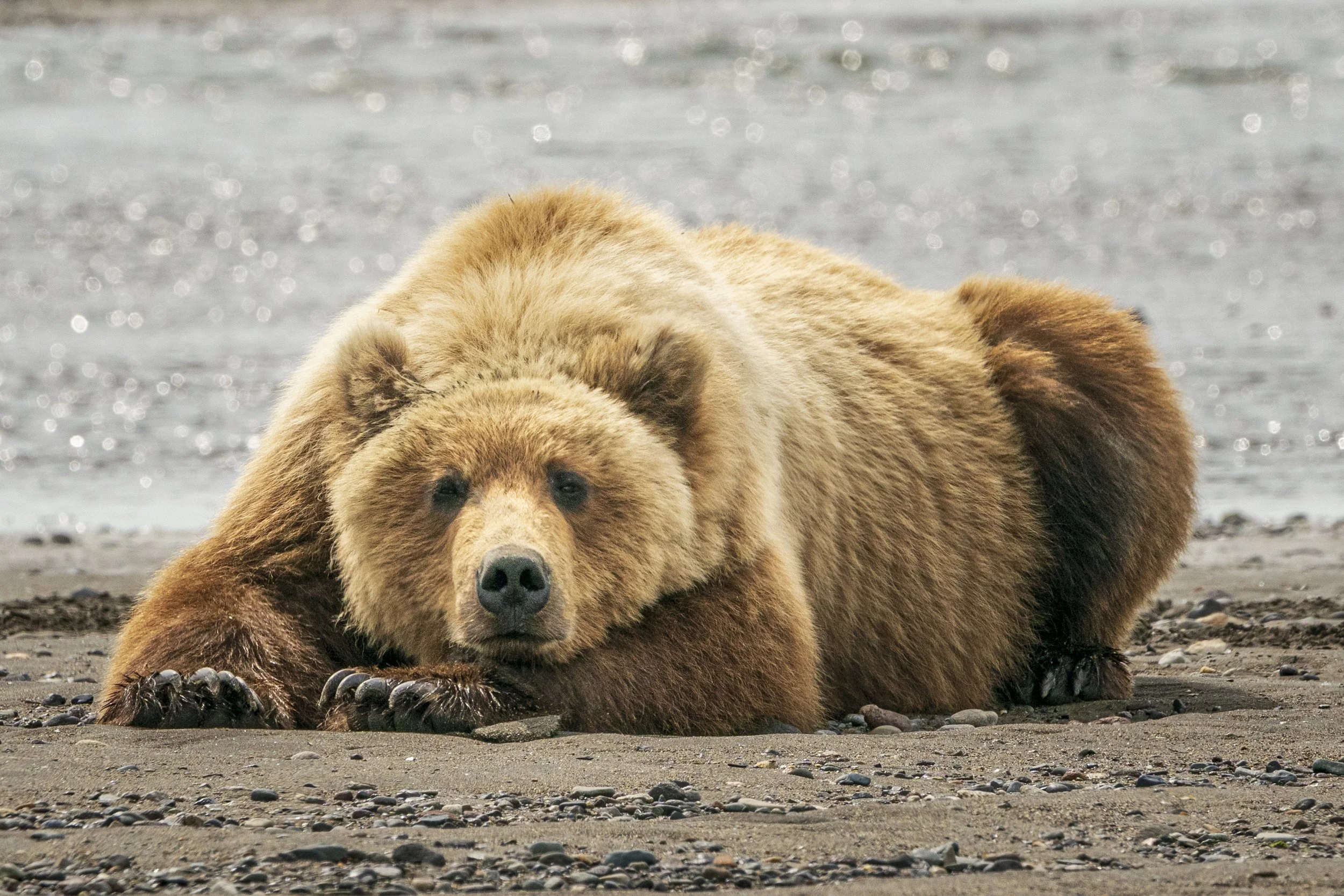 Alaska Brown Bear stare.jpg