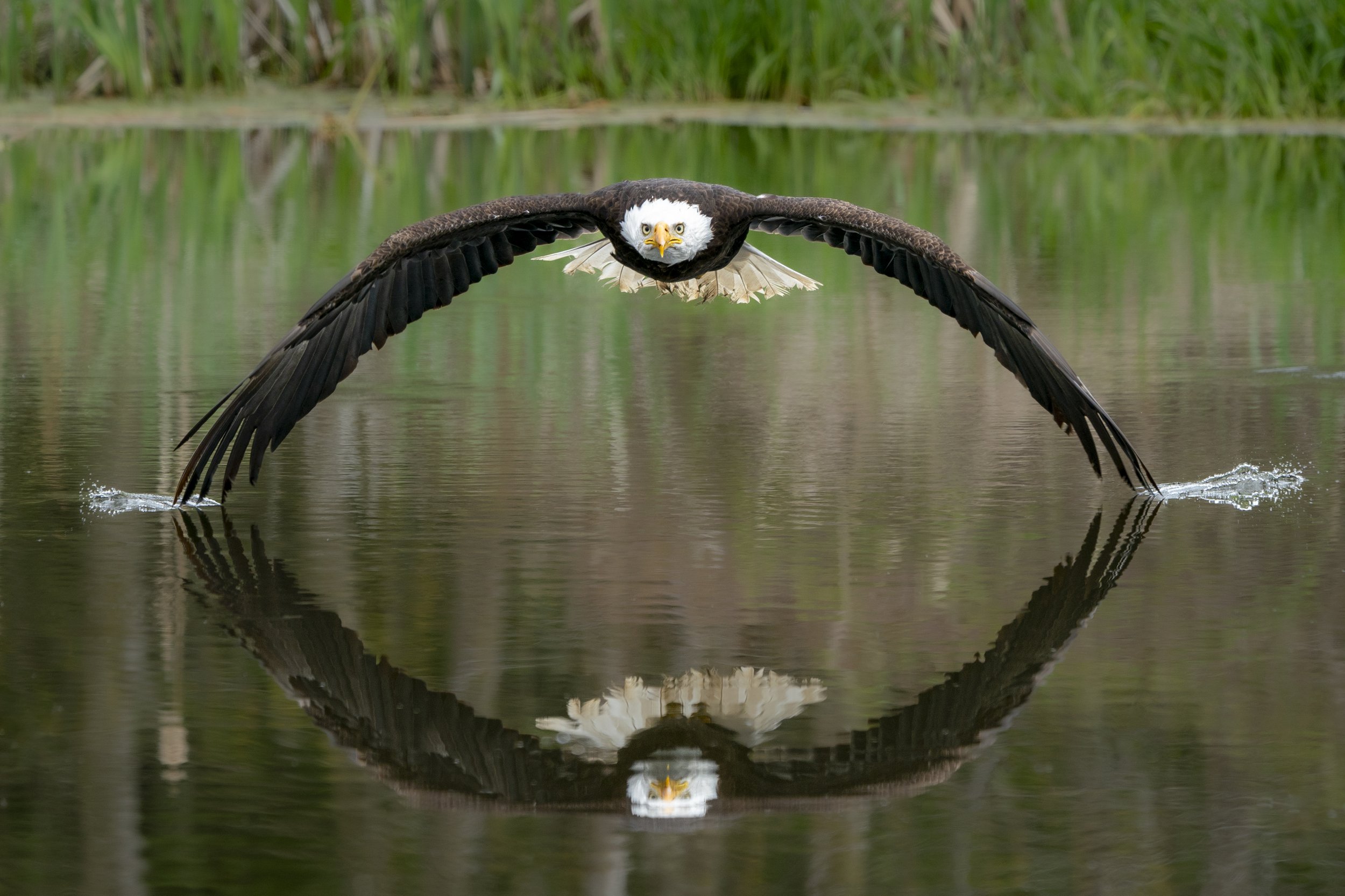 Eagle reflection.jpg