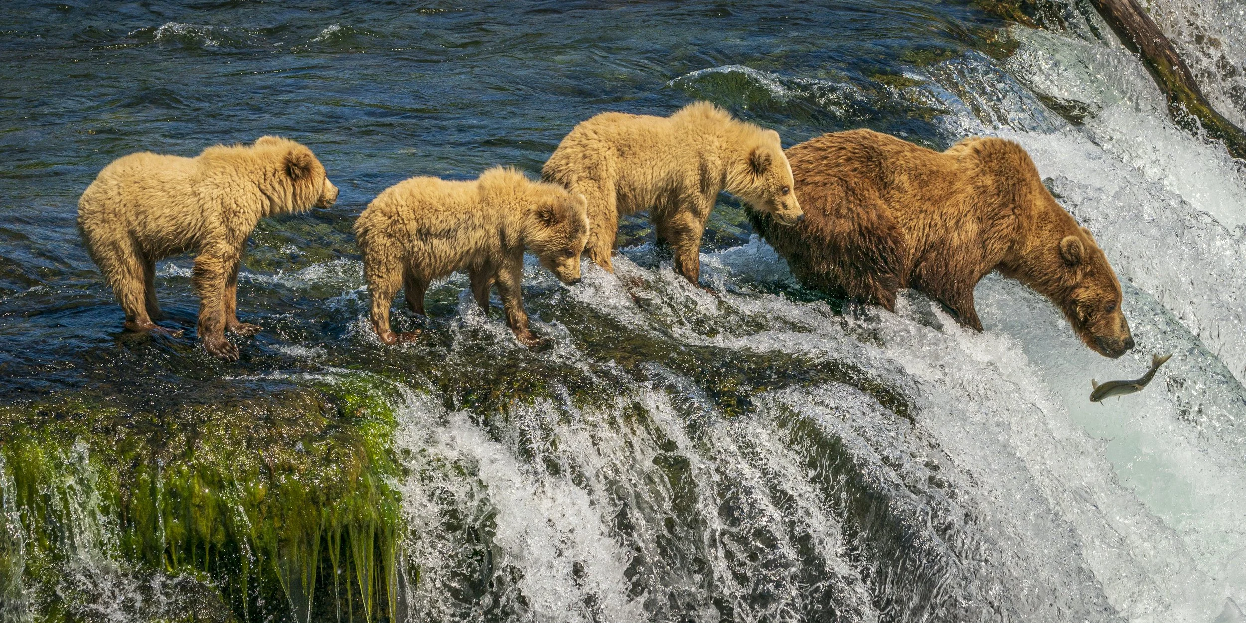 Brown Bear Fishing Family.jpg