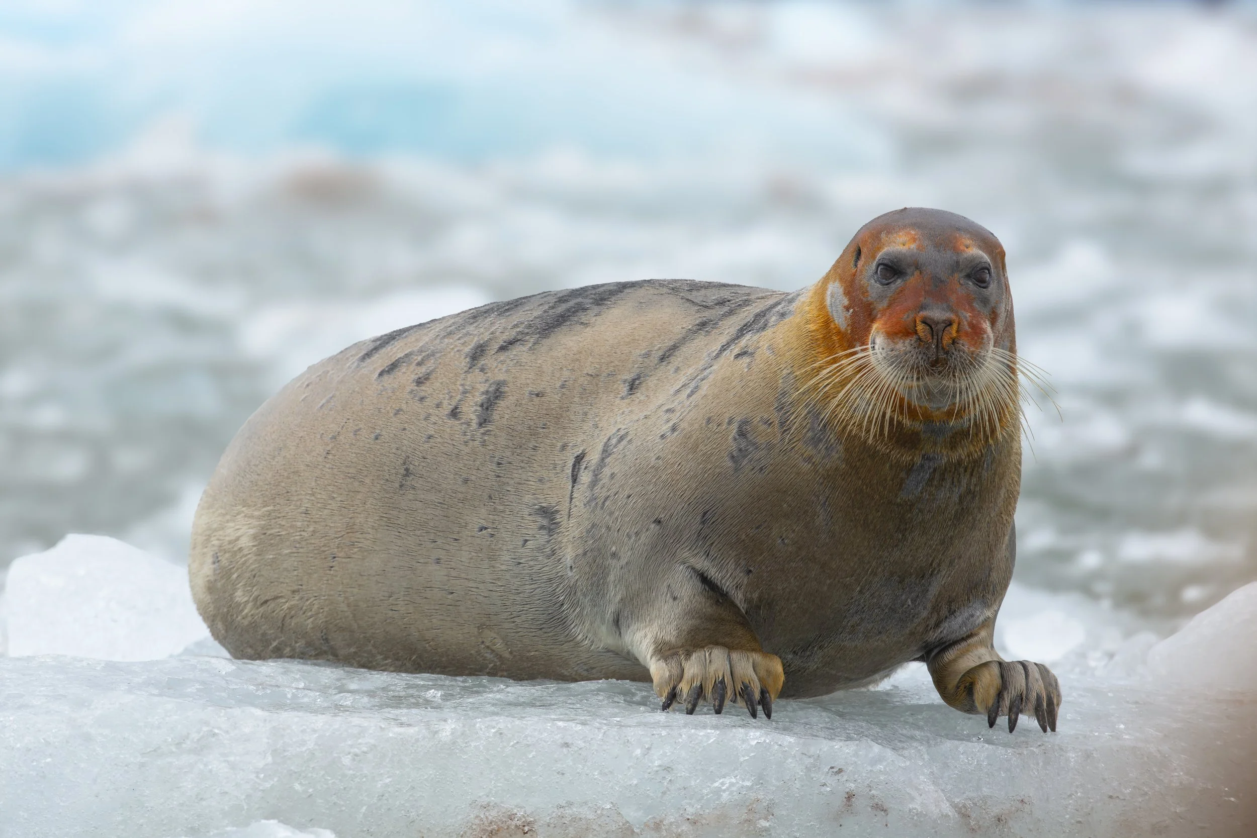 Bearded Seal Pose.jpg