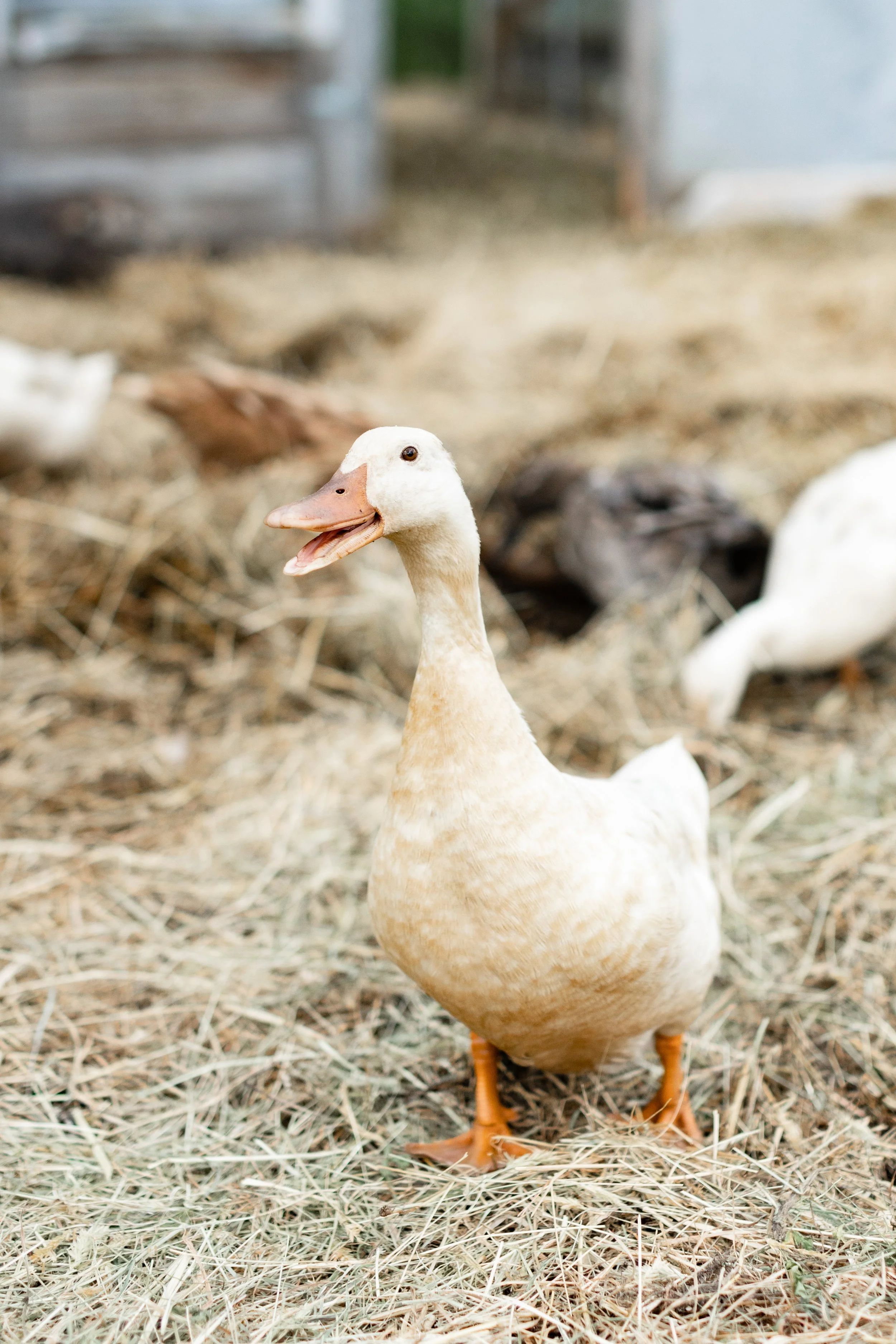 A buff duck at RadFarm
