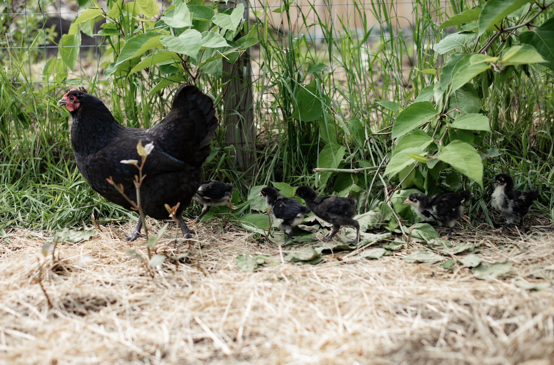 A mama hen ad her chicks walking all in a row.