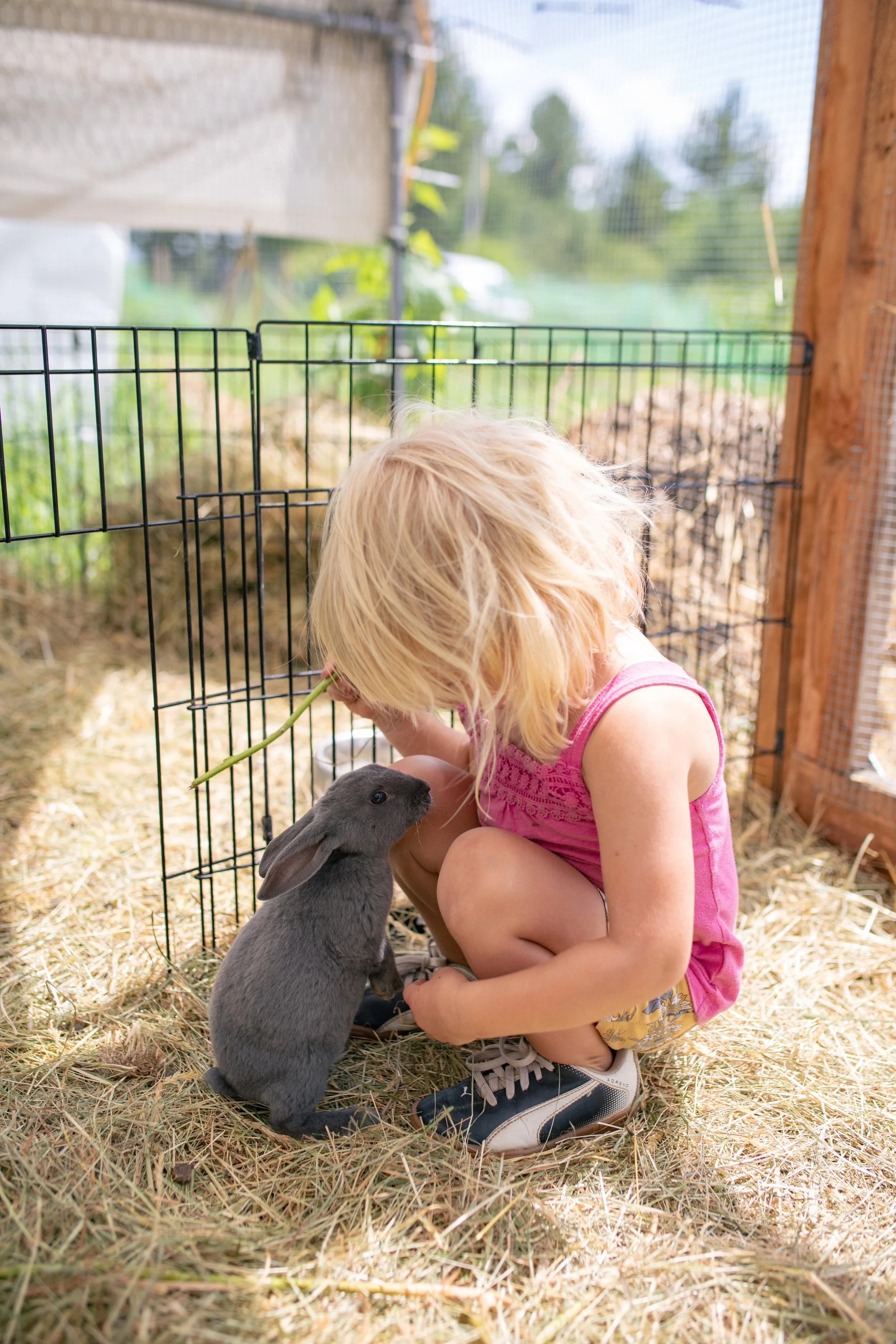 A rex rabbit kit and small girl in rabbit colony.