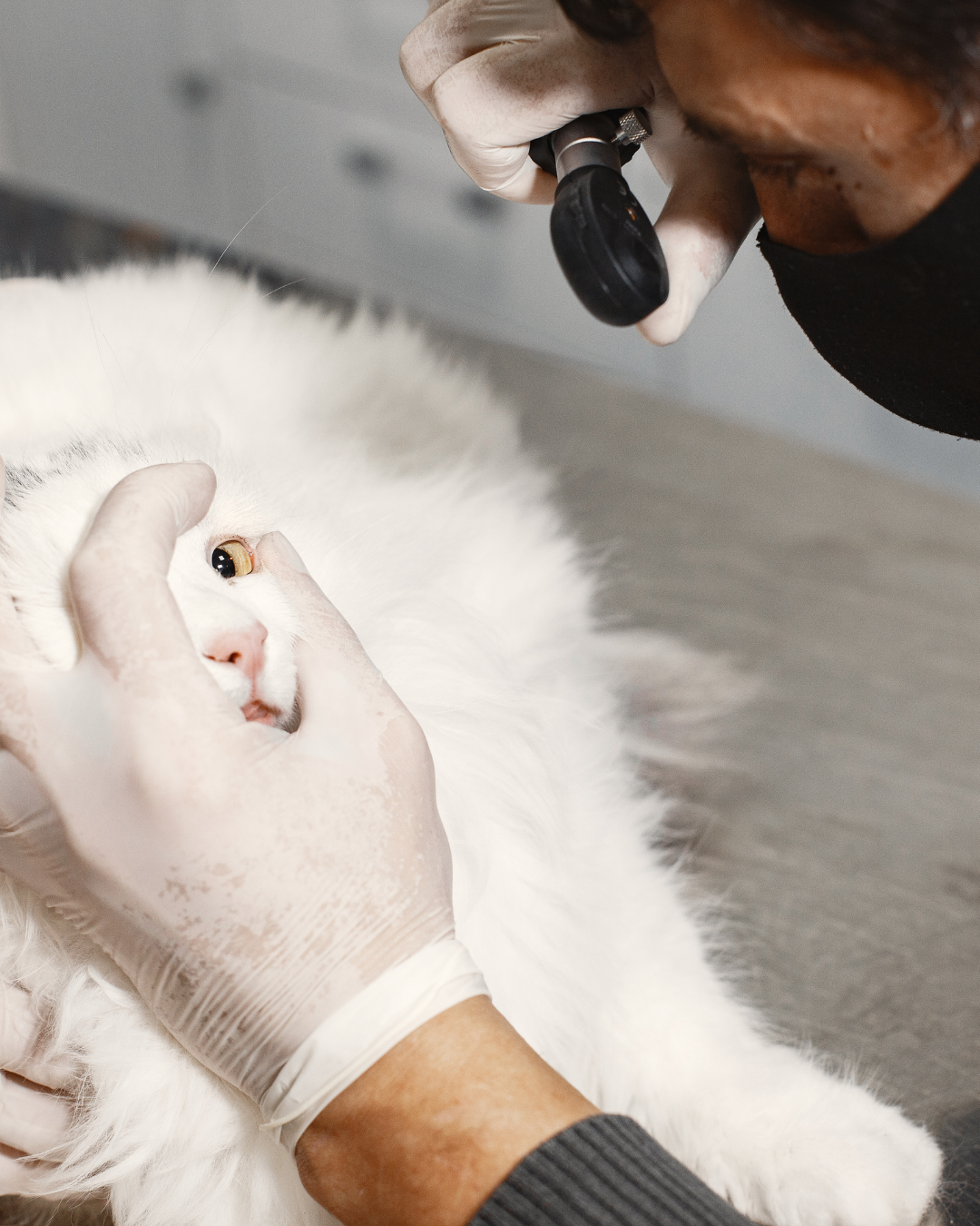 A veterinarian examines a white cat's eye using an otoscope while wearing gloves, in a veterinary clinic.