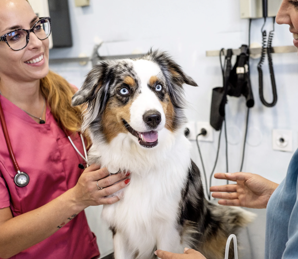 A veterinarian examination room with an Australian Shepherd dog on an examination table. The veterinarian is smiling at the dog, and a woman with glasses is holding the dog.