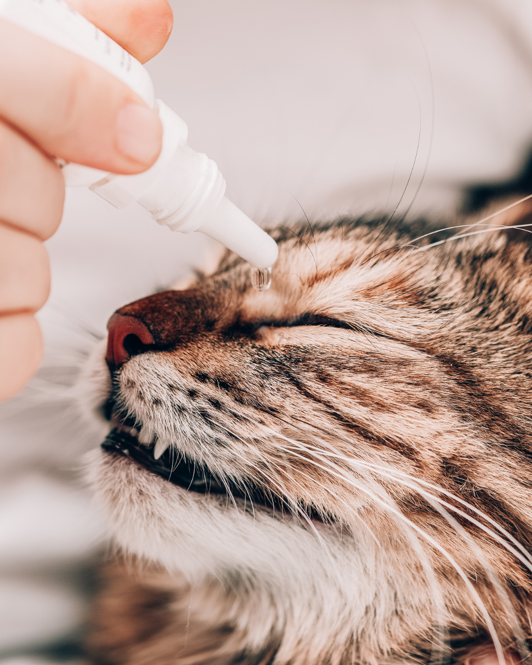 A person administering eye medication to a sleeping cat using a dropper.