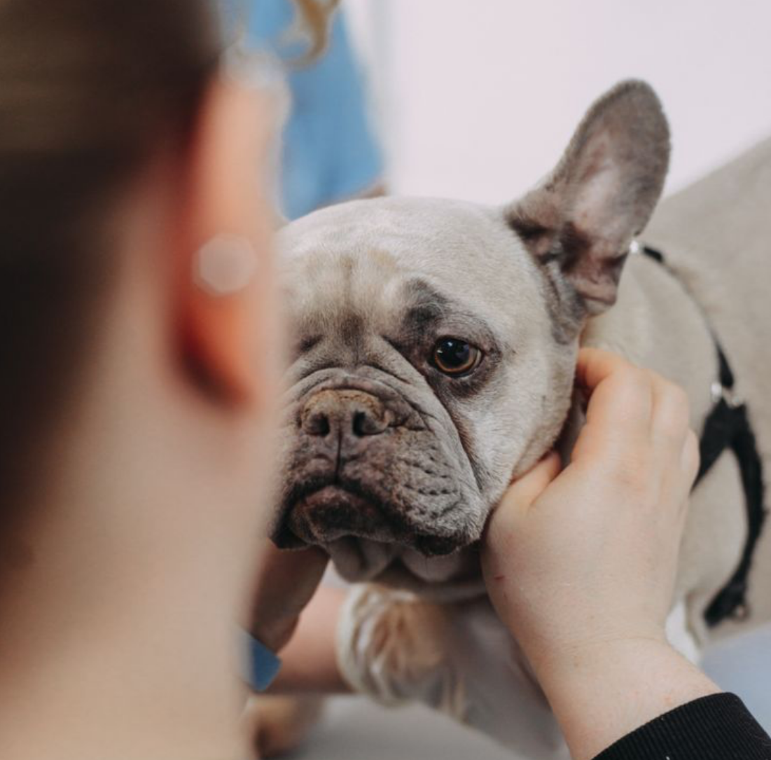 A person holding a French Bulldog's face, with the dog winking and looking at the camera.