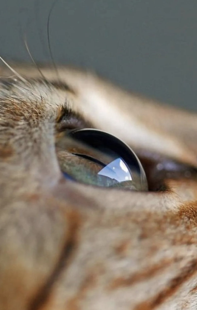 Close-up of a cat's eye with reflected scenery.