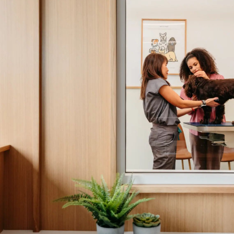 Veterinarian and pet owner examining a small dog through a glass window at a veterinary clinic.