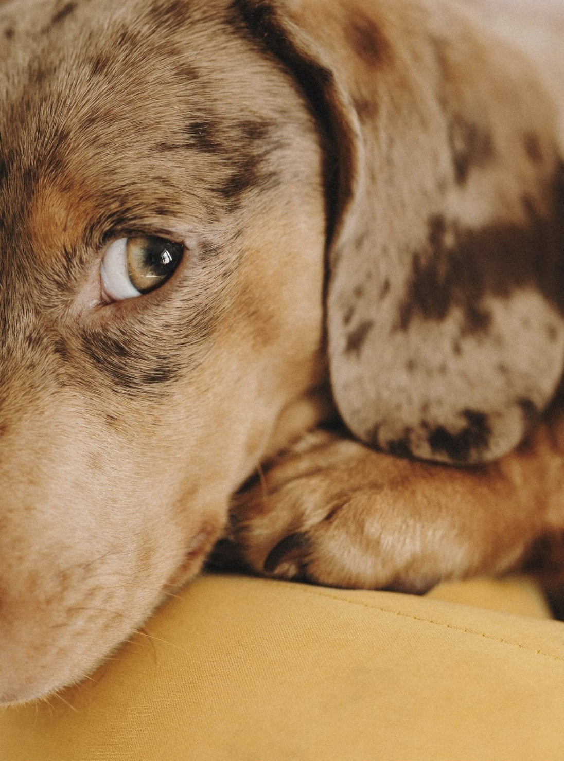 Close-up of a brown and black spotted dog resting its head on a yellow surface, showing one eye and part of its face.