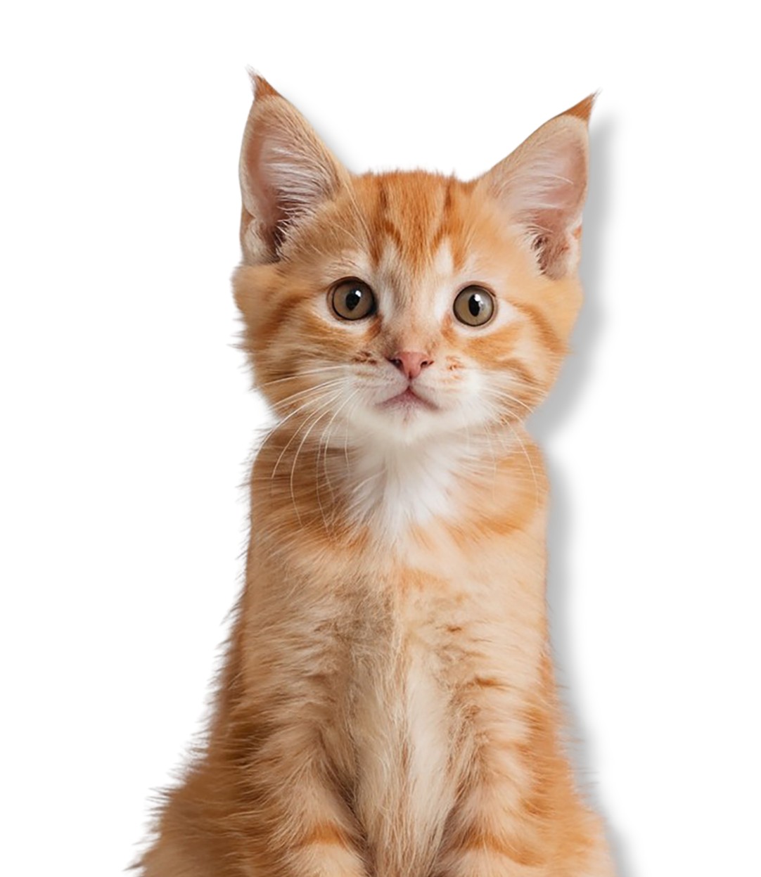 Cute orange tabby kitten with large eyes sitting against a black background.