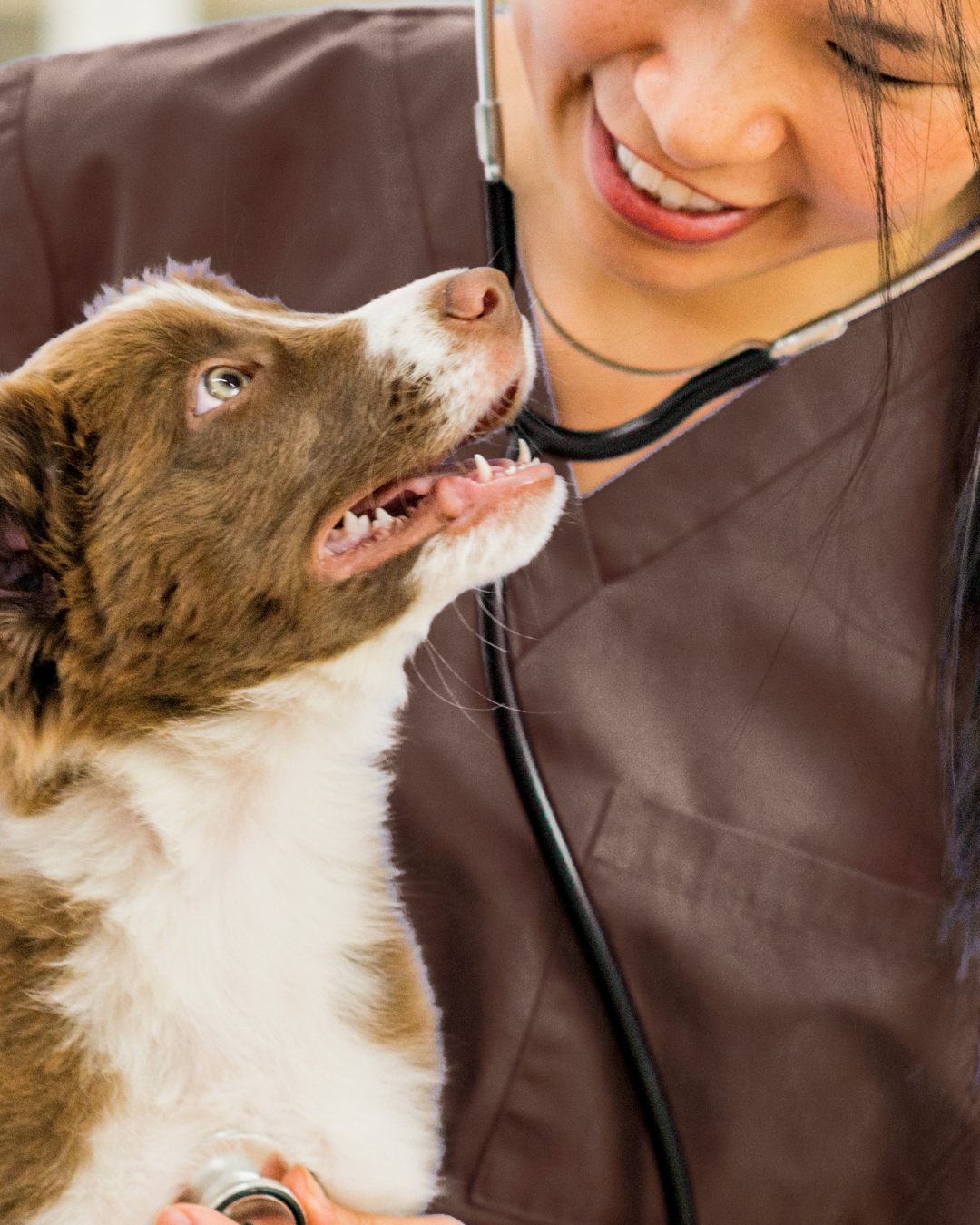 A veterinarian examining a brown and white Australian Shepherd puppy with a stethoscope.