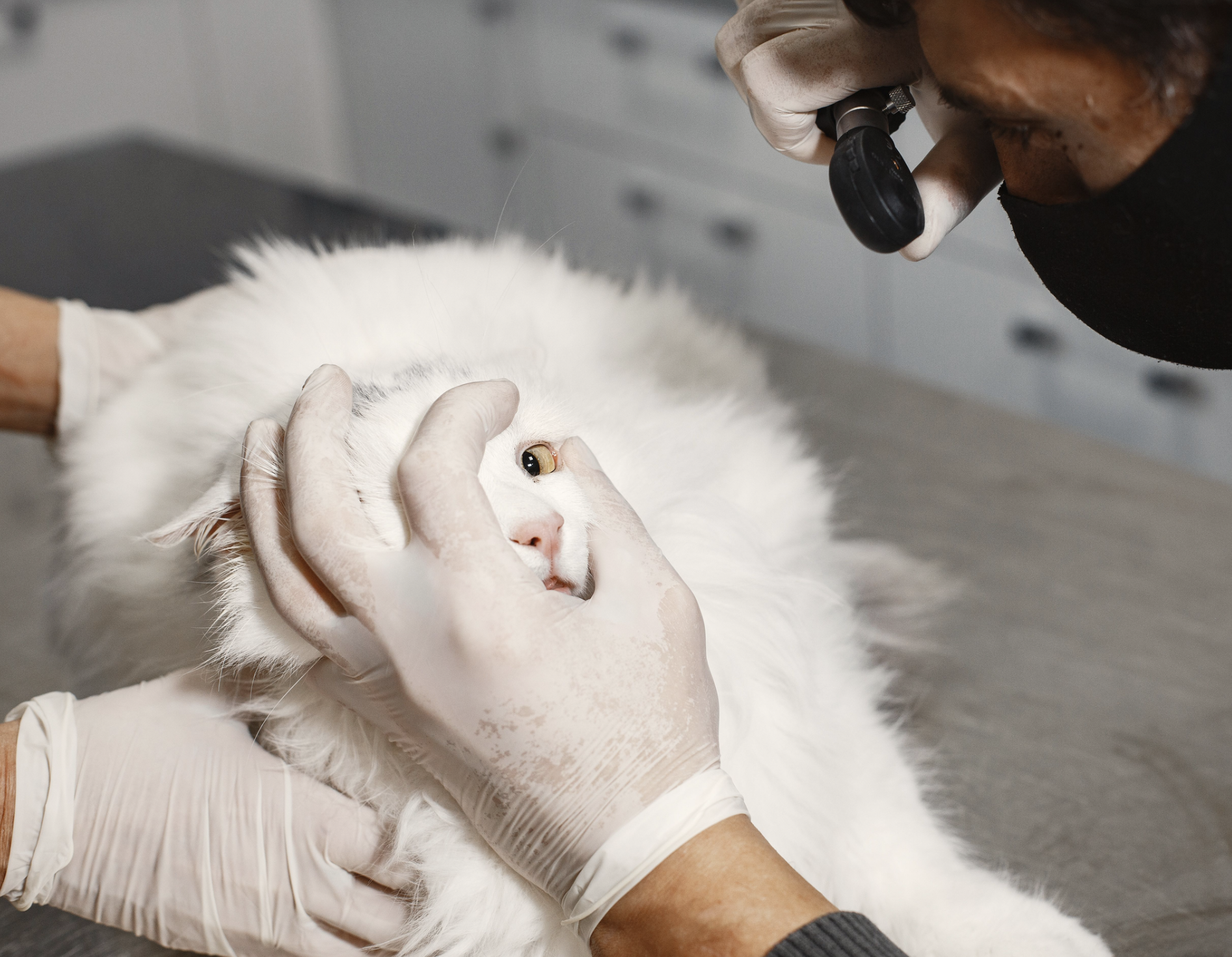 Veterinarian examining a white cat's eye with a magnifying device, wearing gloves.