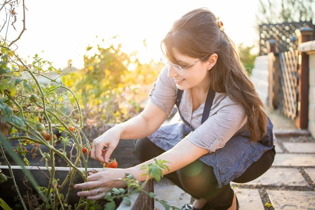 A woman harvesting cherry tomatoes in a garden during sunset.