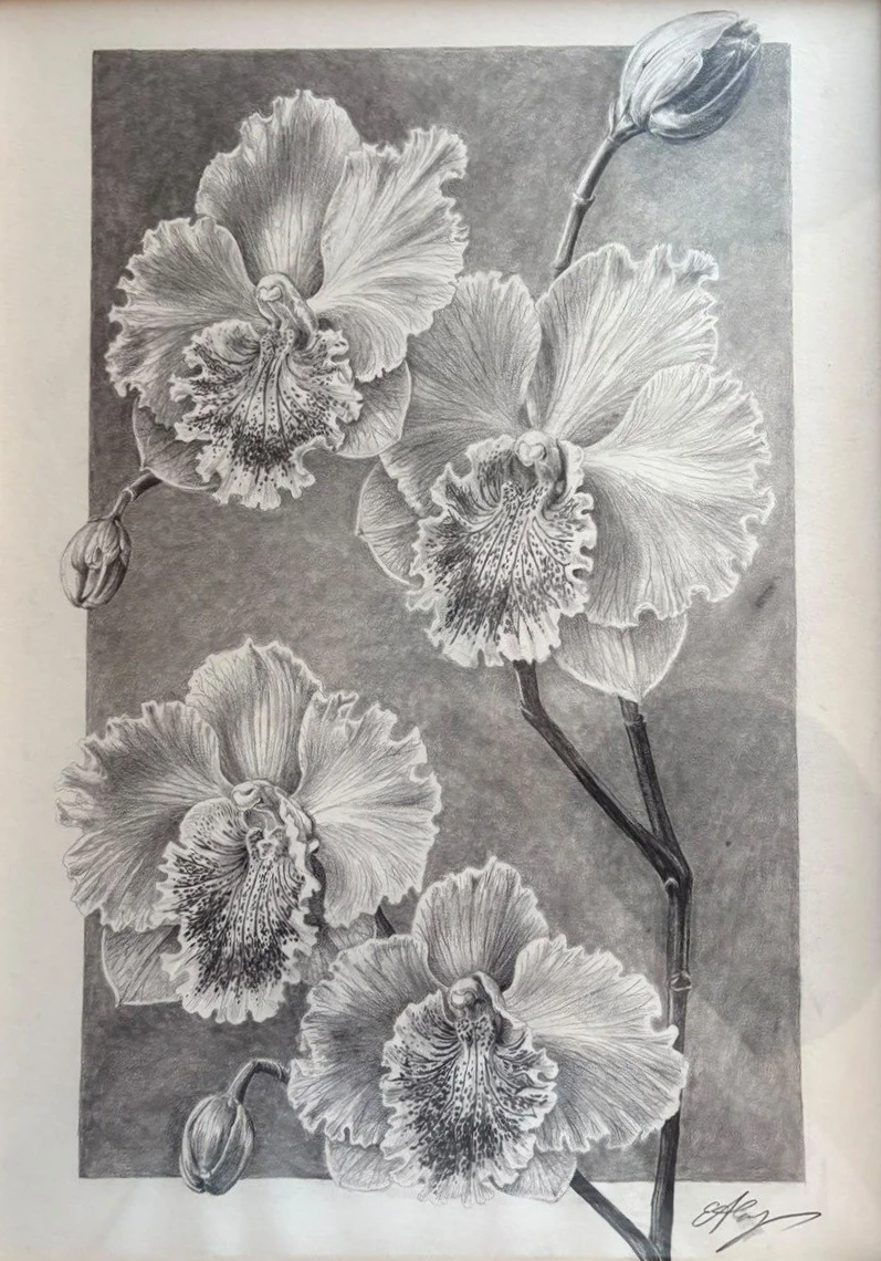 "Synthetic Organ 5" - Pencil