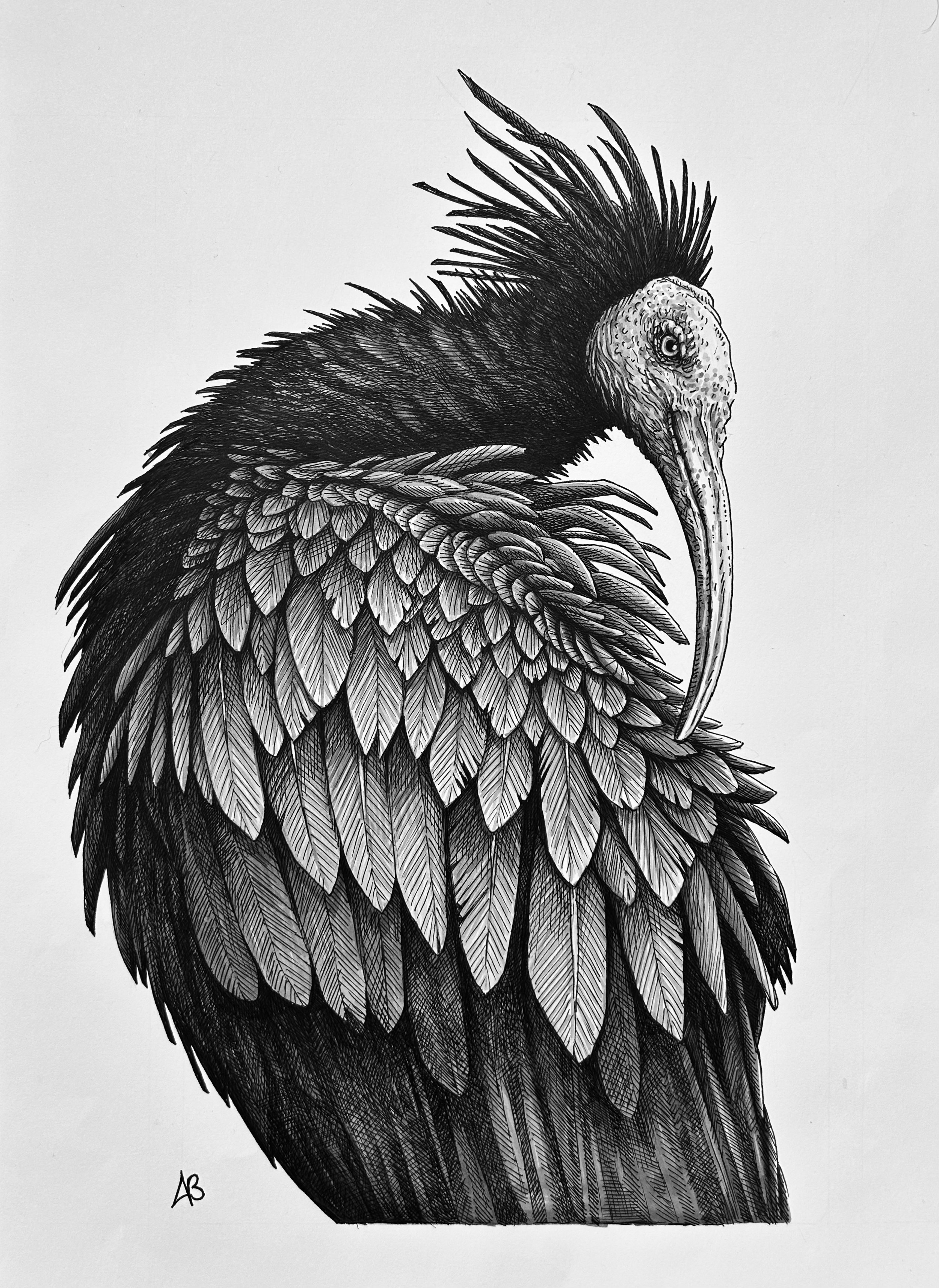 🔴 "Ibis" - Pen and ink - SOLD