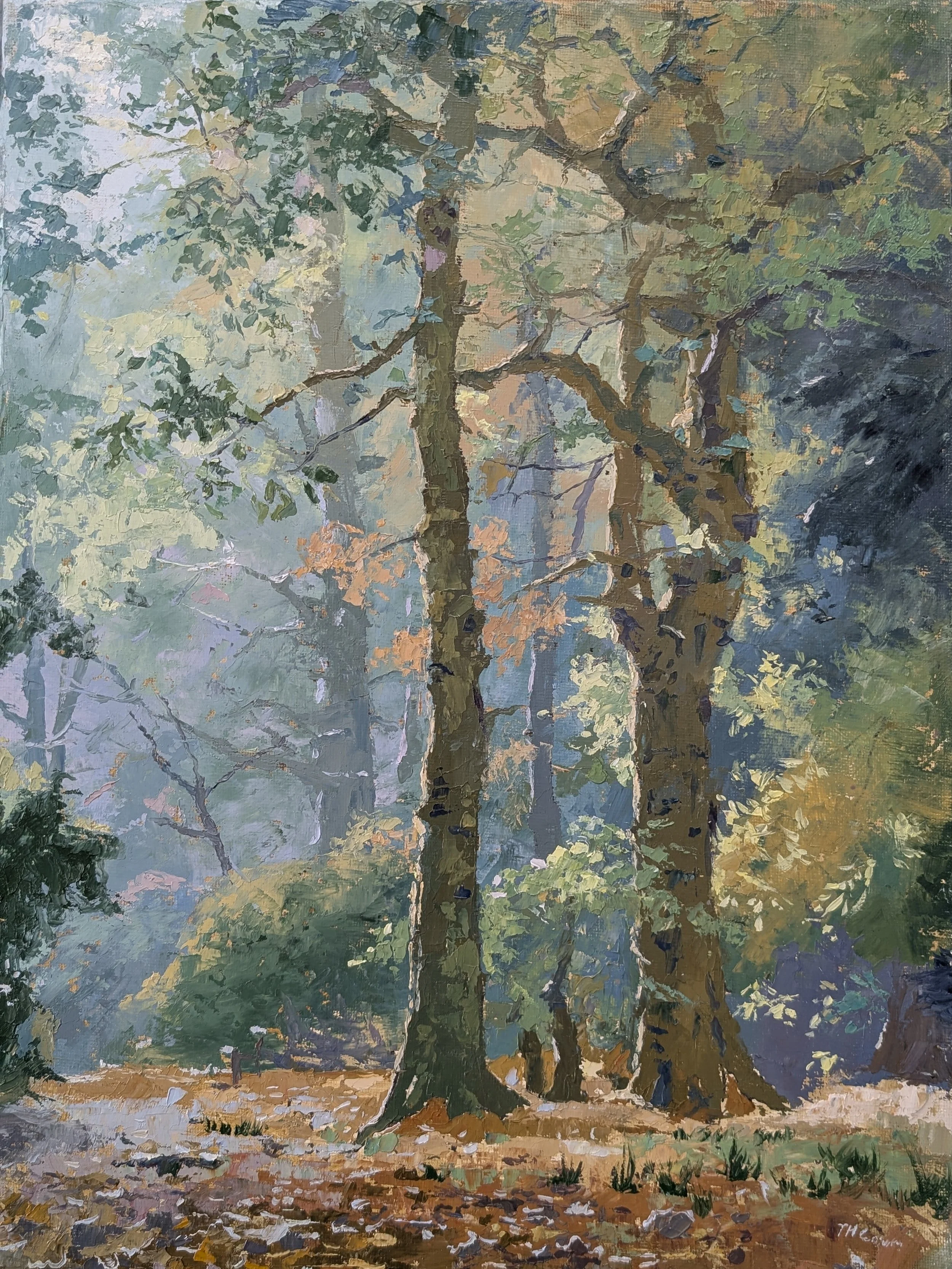 "Light Through the Trees, Parc Cefn Onn" - Oil on canvas - £500