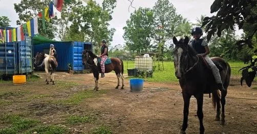 What do you get when a group of girls spend the night at the Sanctuary? 🐴💗

6am boots, helmets and&hellip; pajamas! 😂

Because apparently there&rsquo;s no dress code for an early-morning horse fix. 🥾⛑️✨

#HorseSanctuaryFiji #SanctuaryLife #HorseG