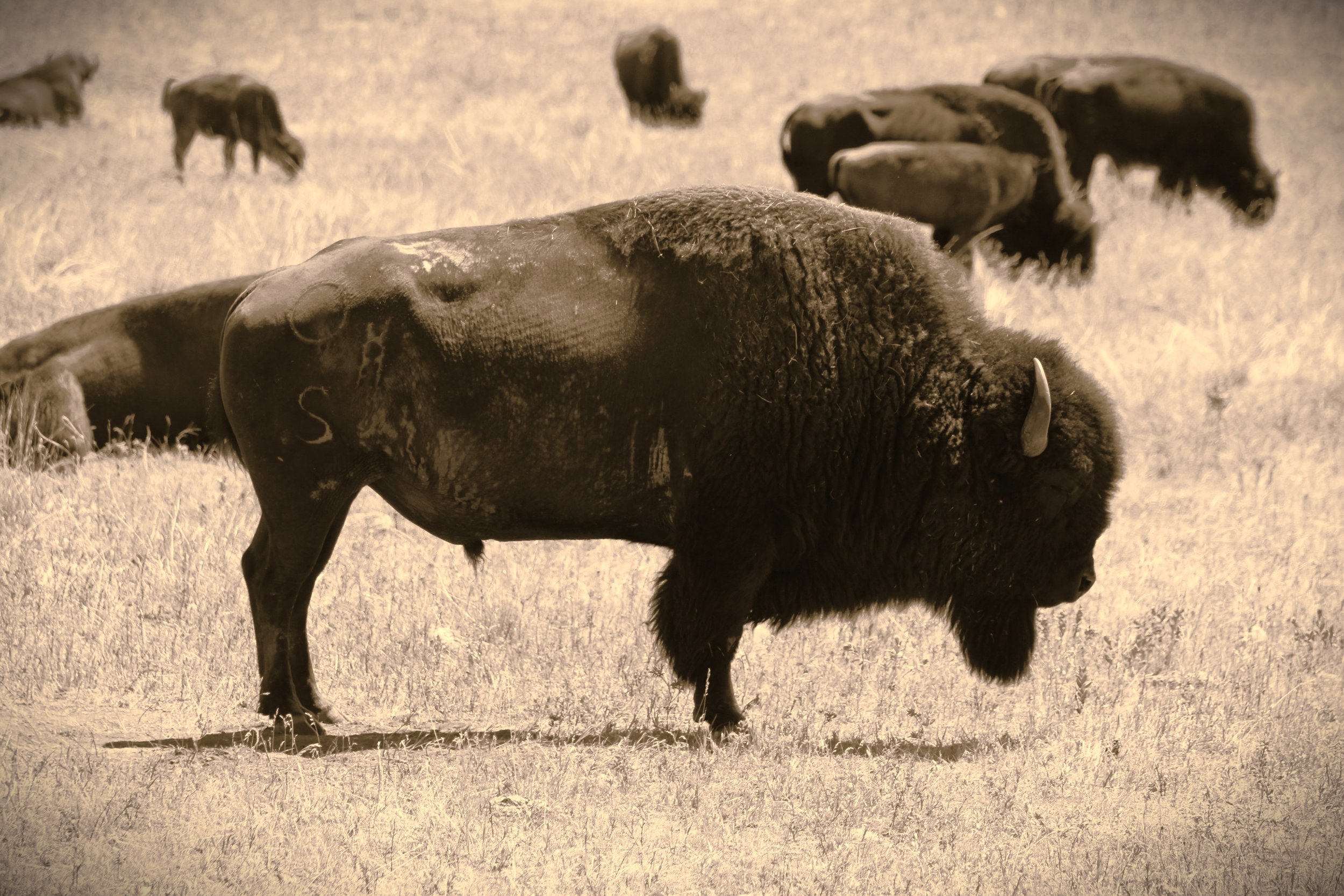 Branded Bison