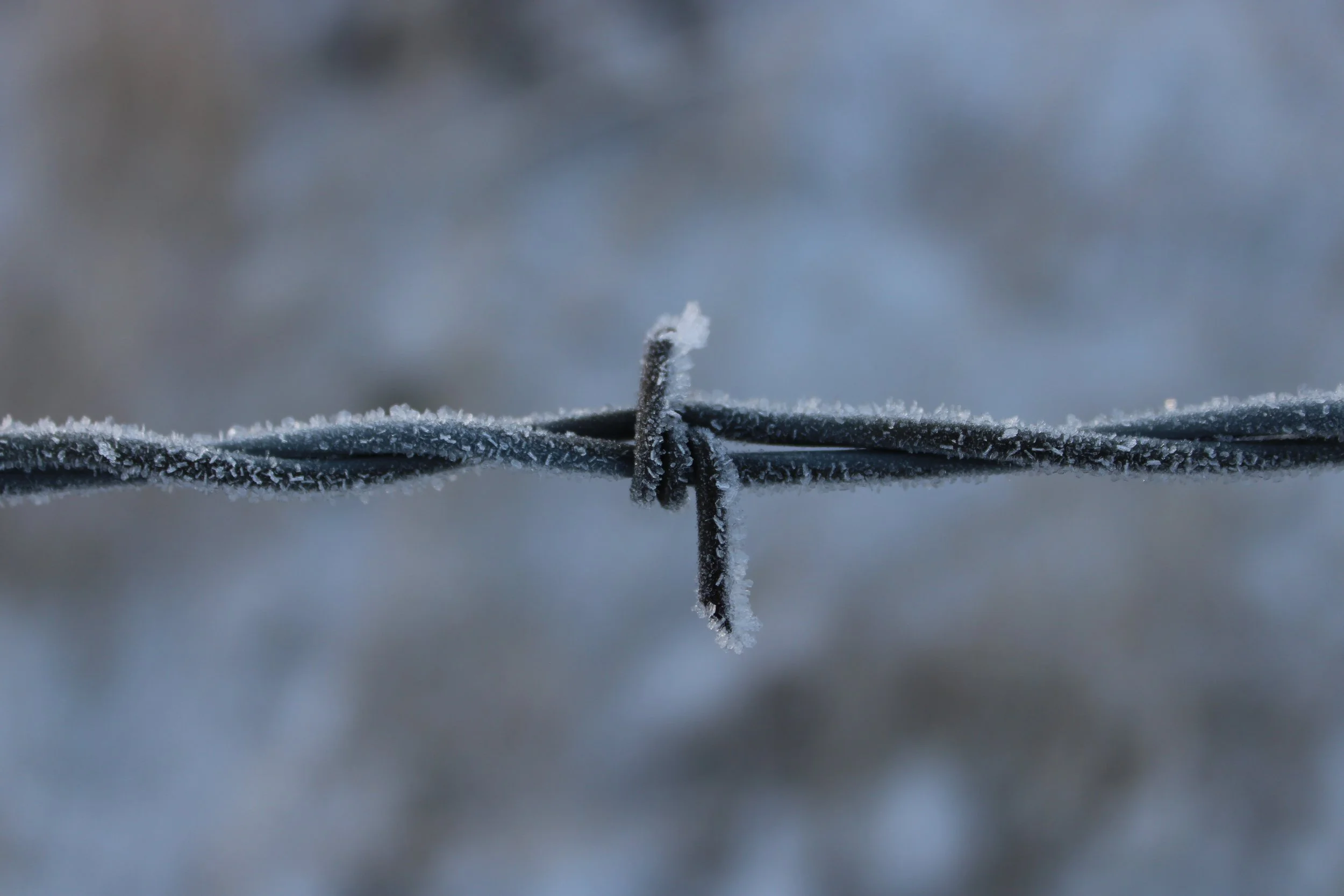Frozen barbed wire.JPG