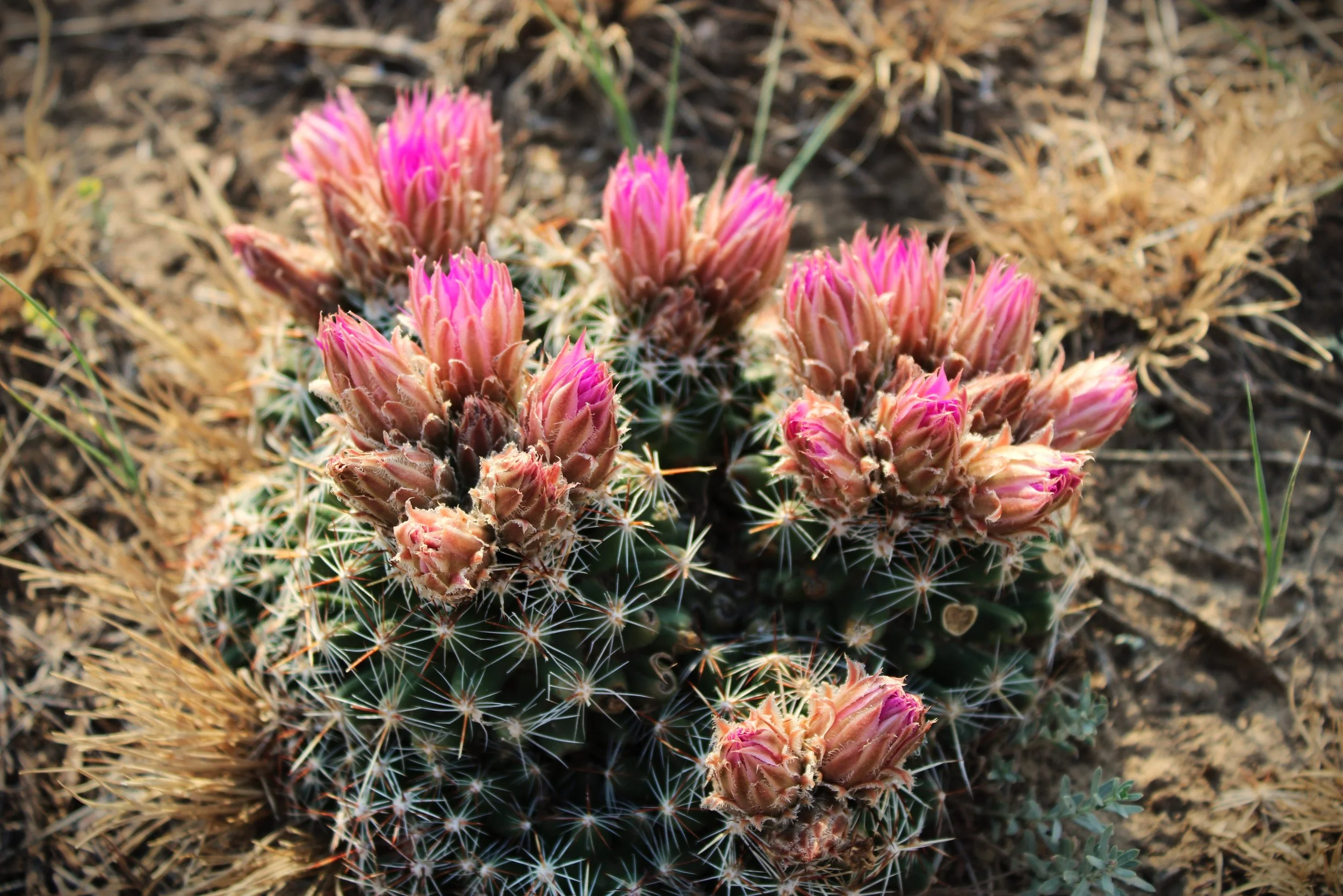 Flowering cactus.JPG