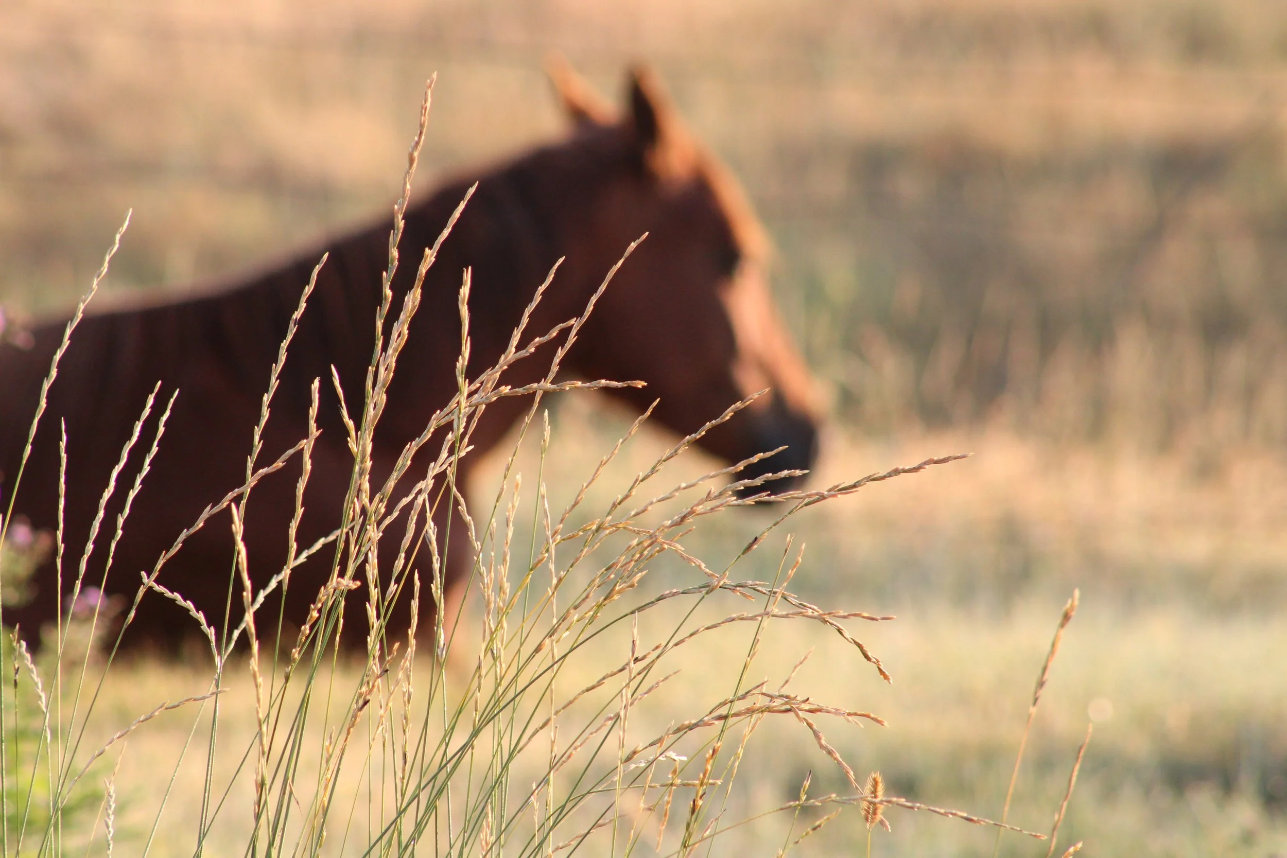 IMG_0415 BLURRED BROWN HORSE.JPG