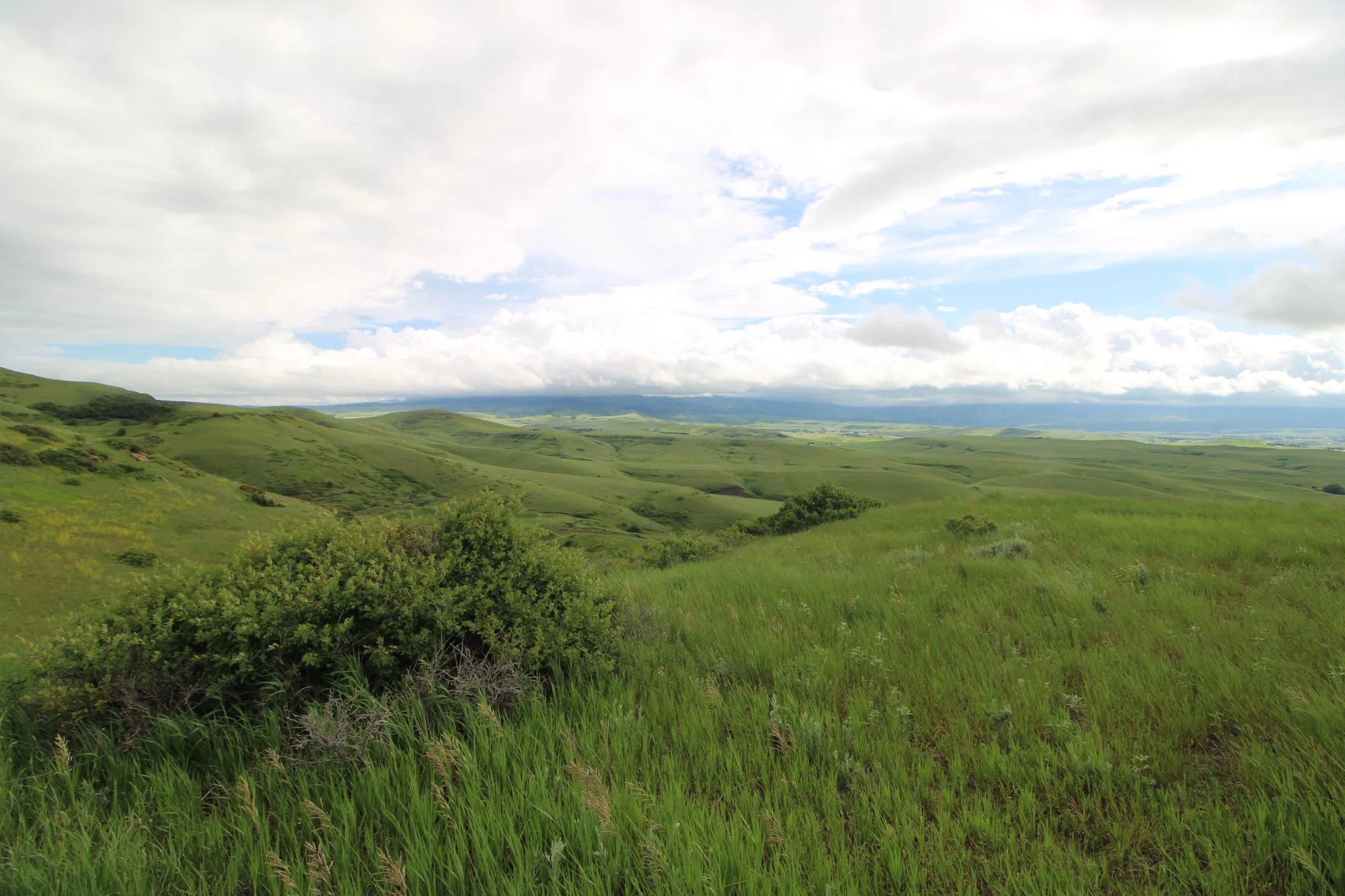 Sea of Prarie.JPG
