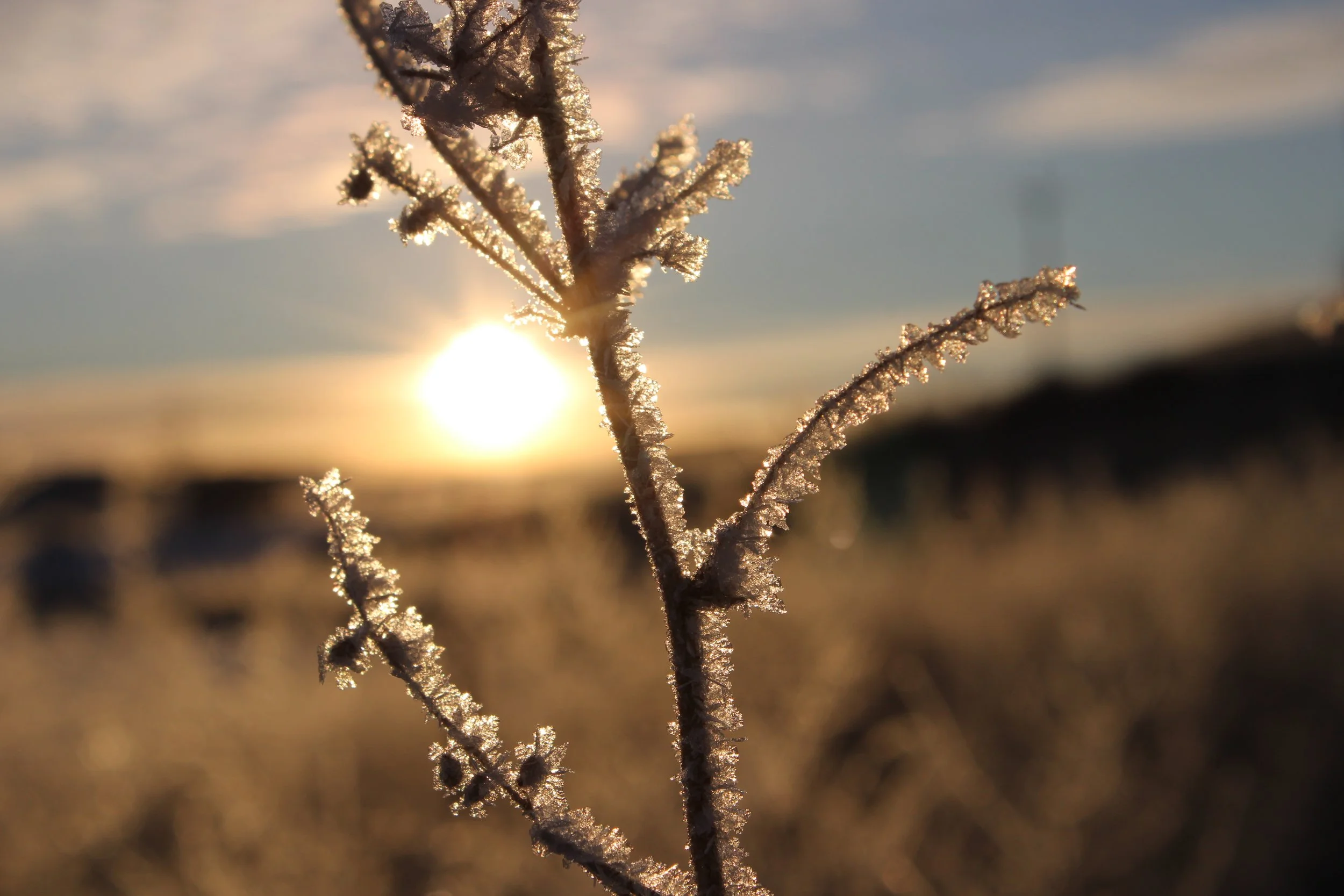 Icicle Sunrise.JPG