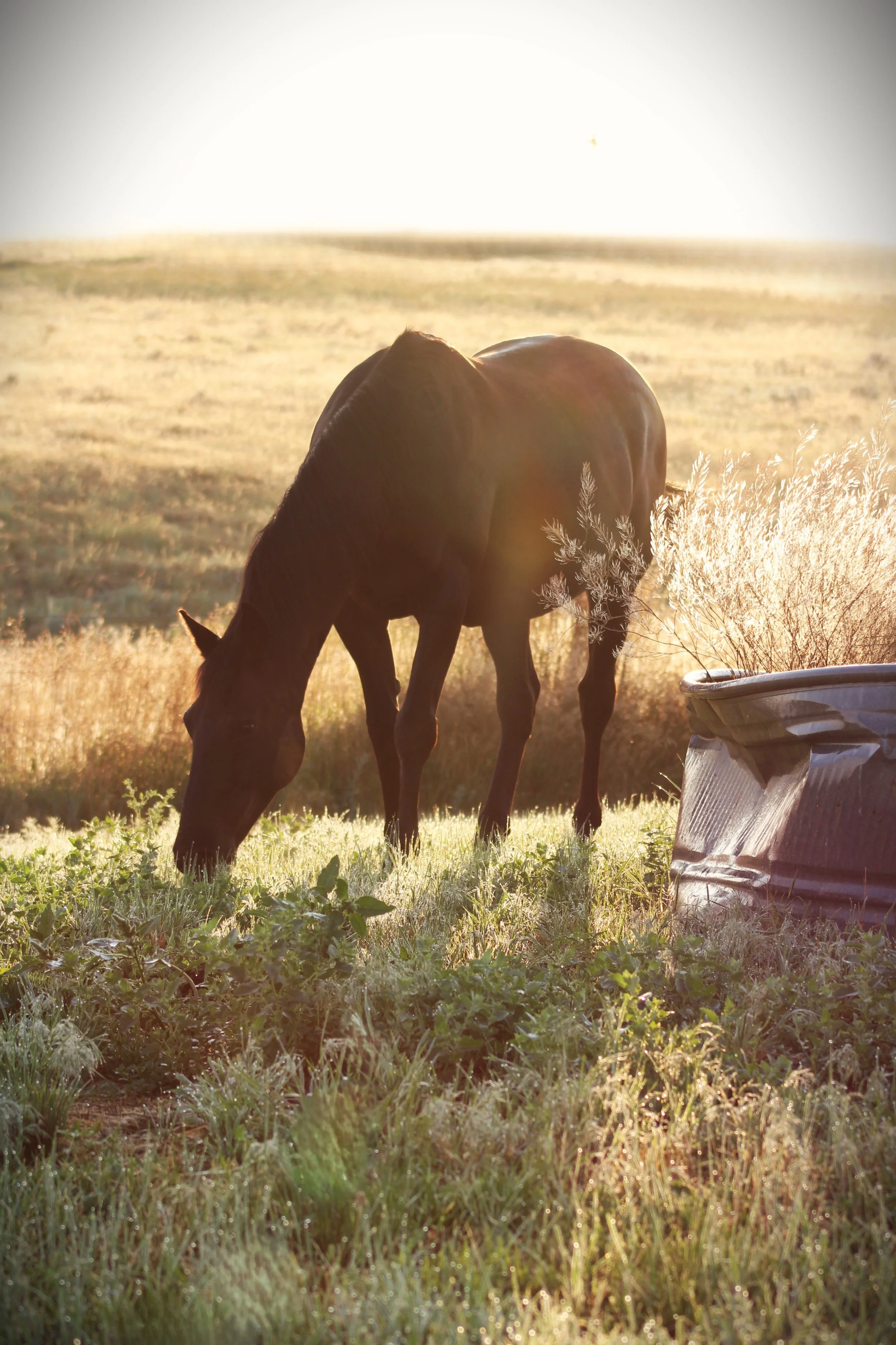 IMG_0057 HORSE GRAZING IN THE MORNING MIST EDIT 2.JPG
