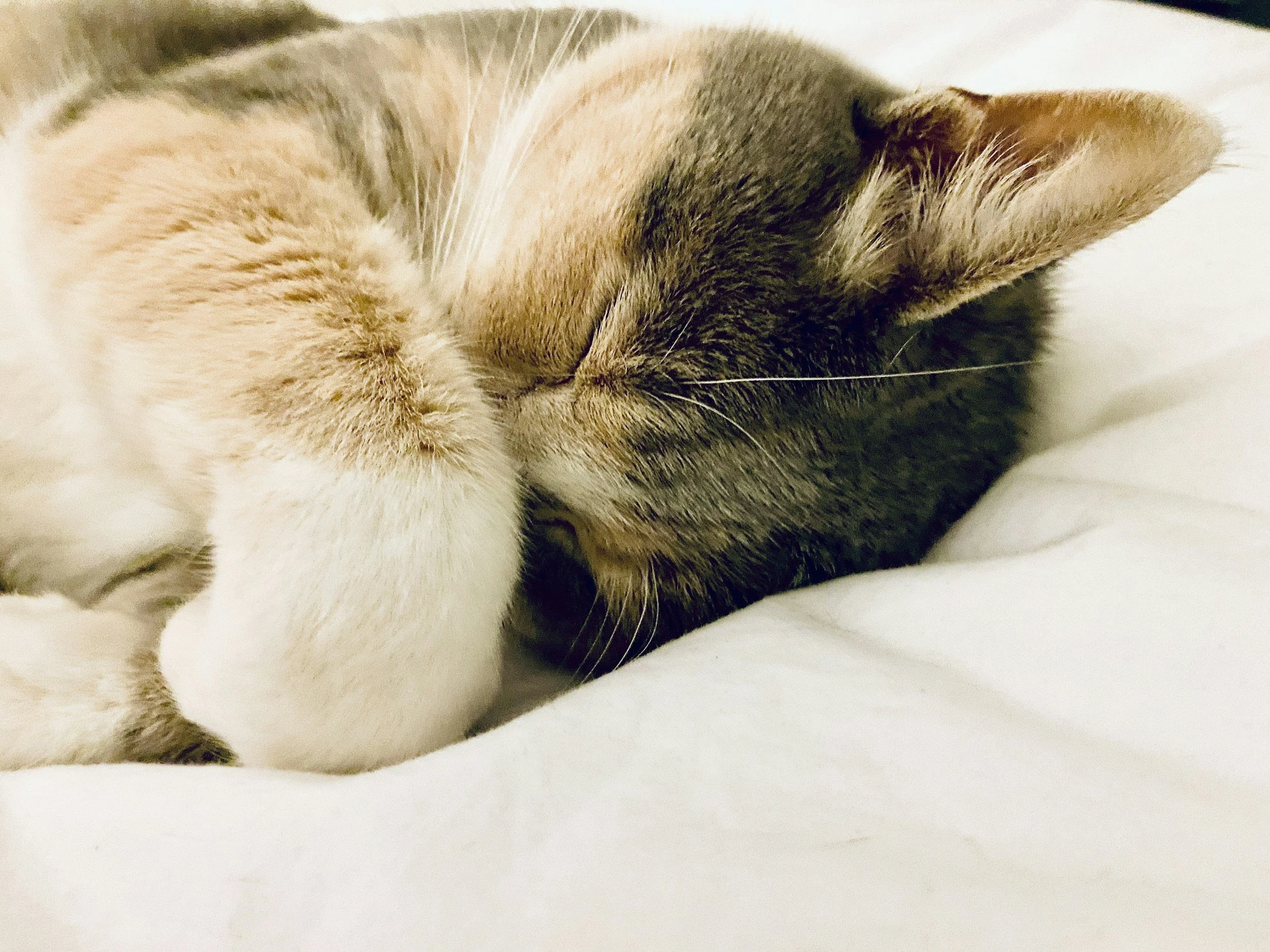 cute kitty sleeping for a mental health day