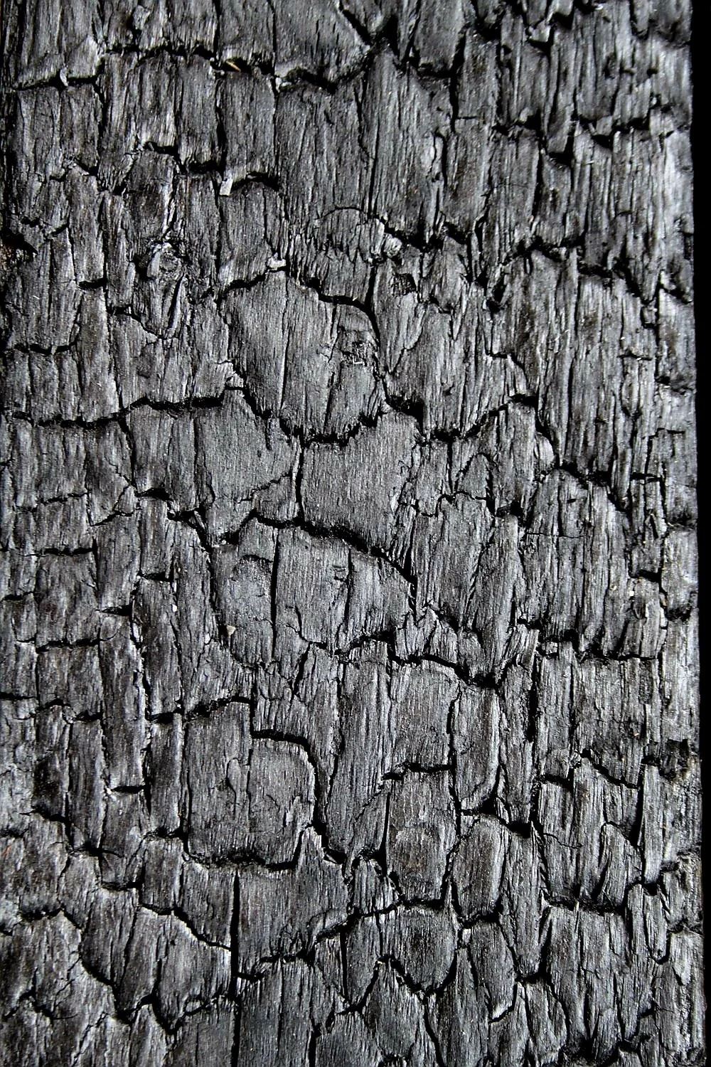 Infernus Fichte. karbonisiertes Holz, Yakisugi, Shou Sugi Ban