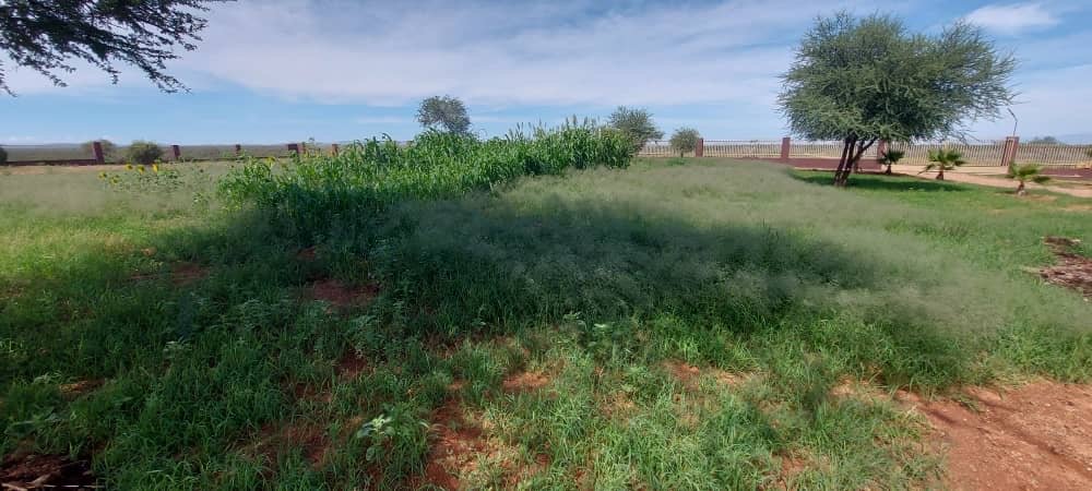 Growing Hope: Alpha Aid's Vision for a Self-Sustainable Farm in Namibia