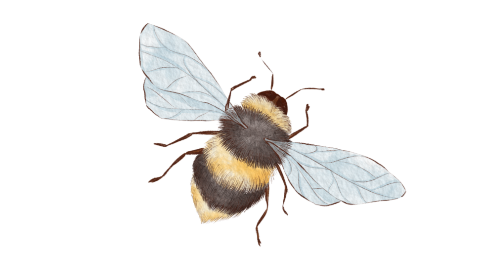 An illustration of a bumblebee with black and yellow fuzzy body, transparent wings, and six legs.