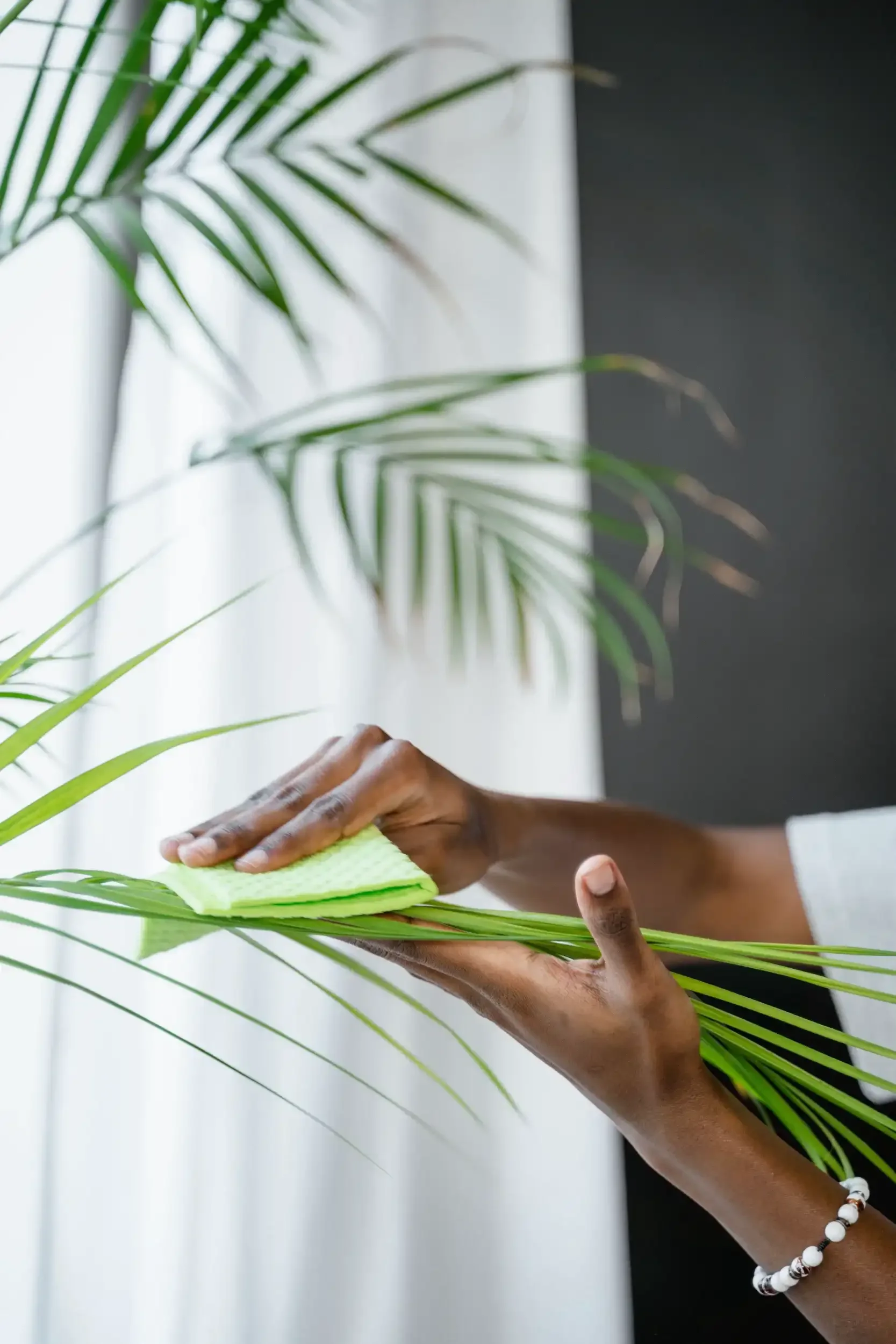 Person polishing a palm leaf with a green cloth.
