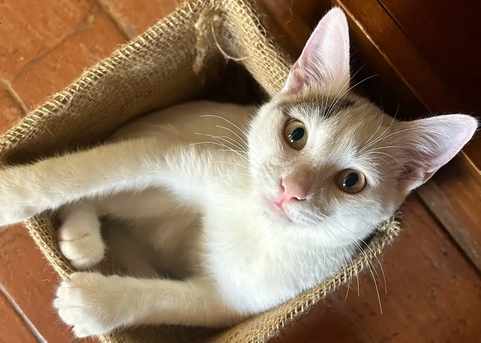 A white kitten with light brown markings on its face, lying in a small woven basket on a tiled floor, and looking up at the camera.