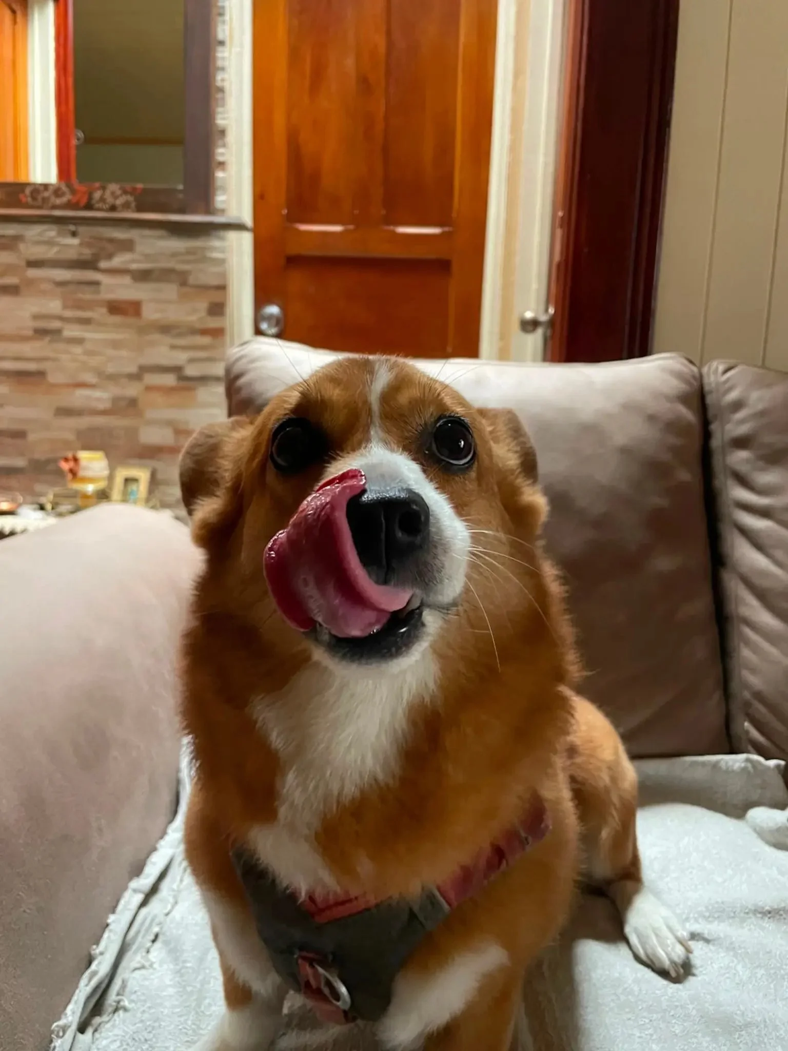 Close-up of a brown and white dog with its tongue out, sitting inside a room with a cork and brick wall, a wooden door, and a beige couch in the background.