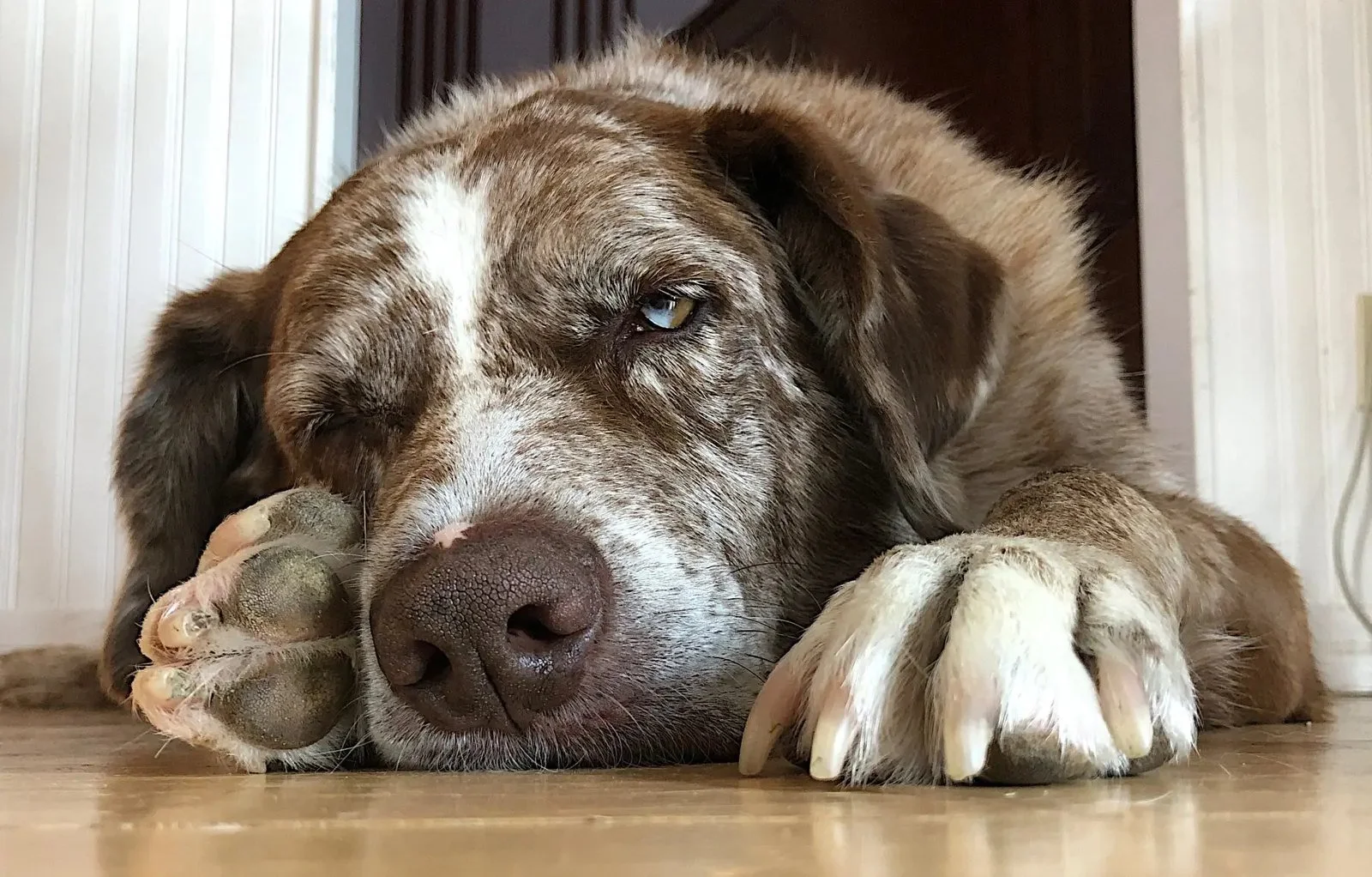 A large brown and white dog with blue eyes lying on a wooden floor, resting its head and paws forward, with a relaxed expression.