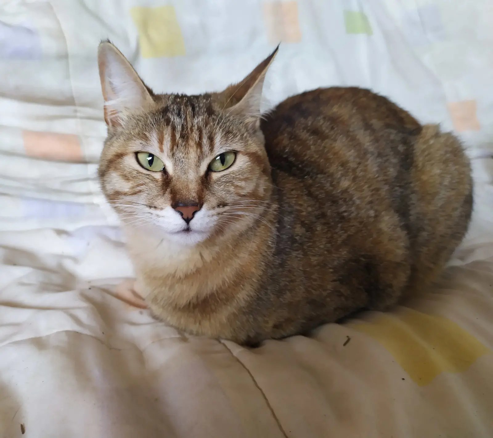 A tabby cat with green eyes lying on crumpled white paper and looking at the camera.