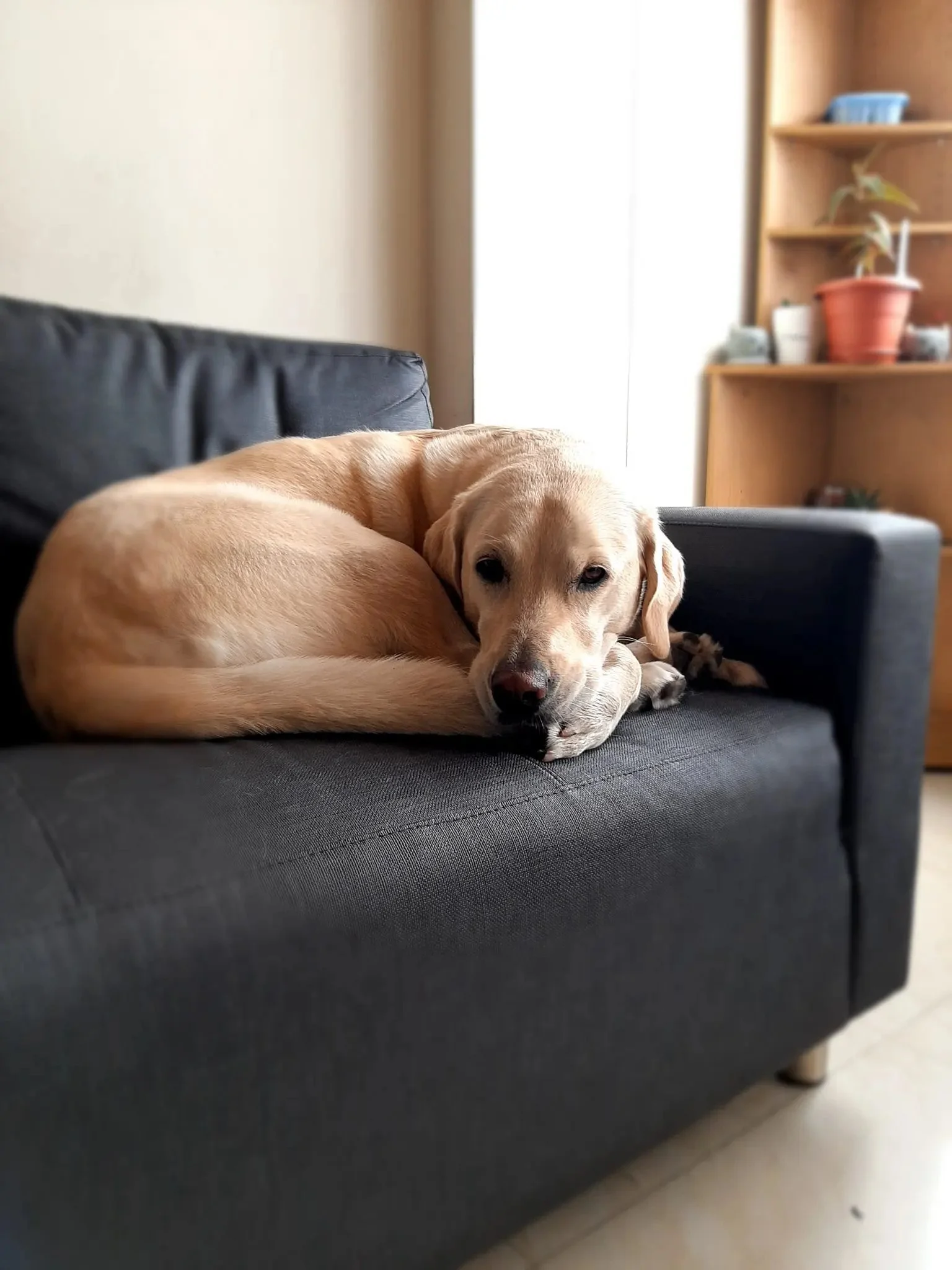 A light-colored dog, possibly a Labrador Retriever or similar breed, curled up and resting on a dark gray sofa in a living room, with wooden shelving and a potted plant in the background.