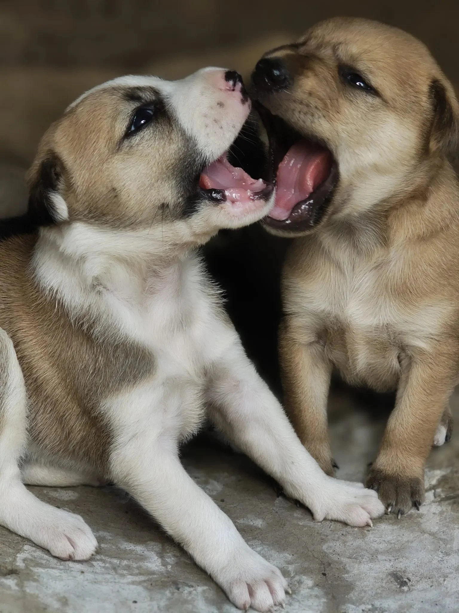 Two puppies, one with light cream and black fur and the other with brown and tan fur, touching noses and sitting on a concrete surface.